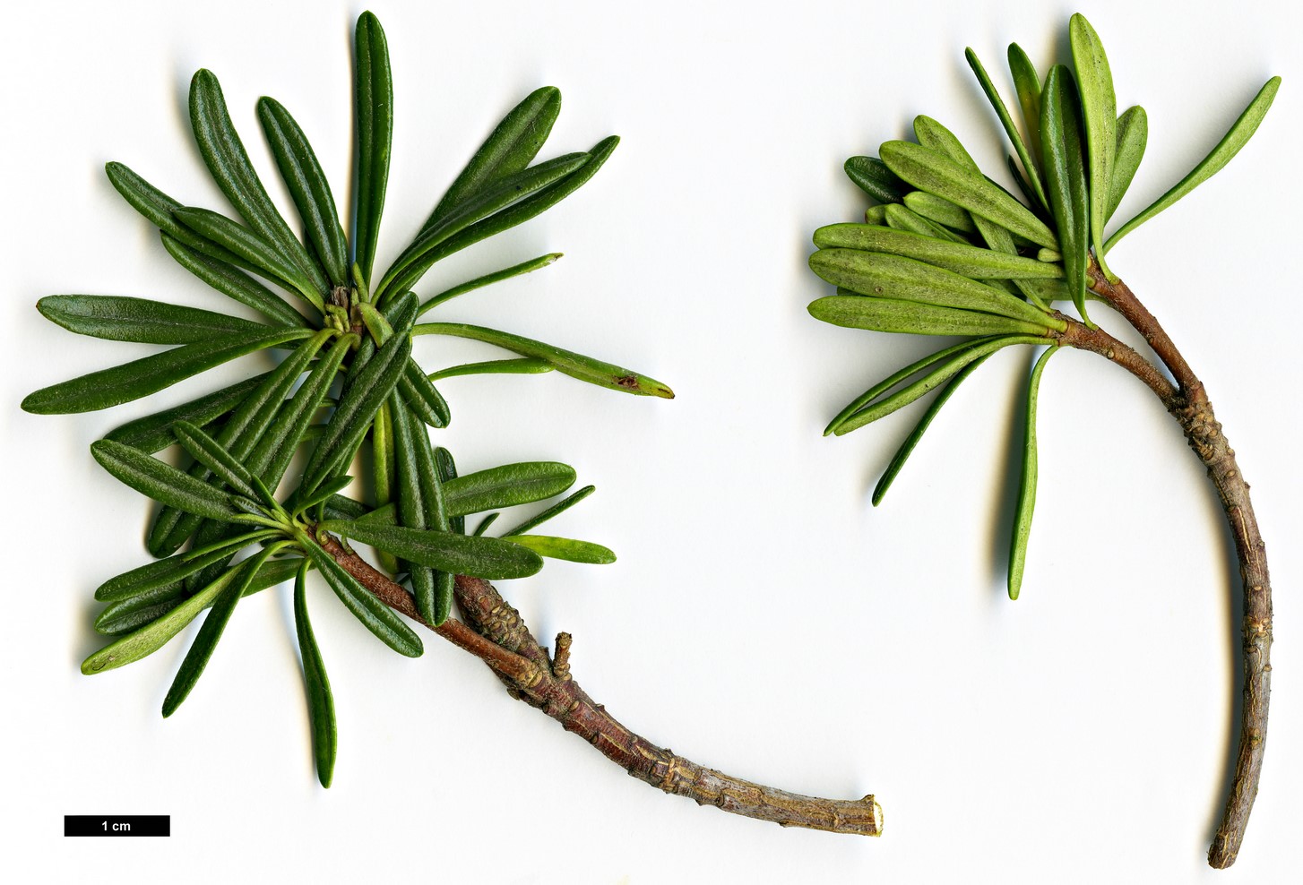 High resolution image: Family: Thymelaeaceae - Genus: Daphne - Taxon: arbuscula