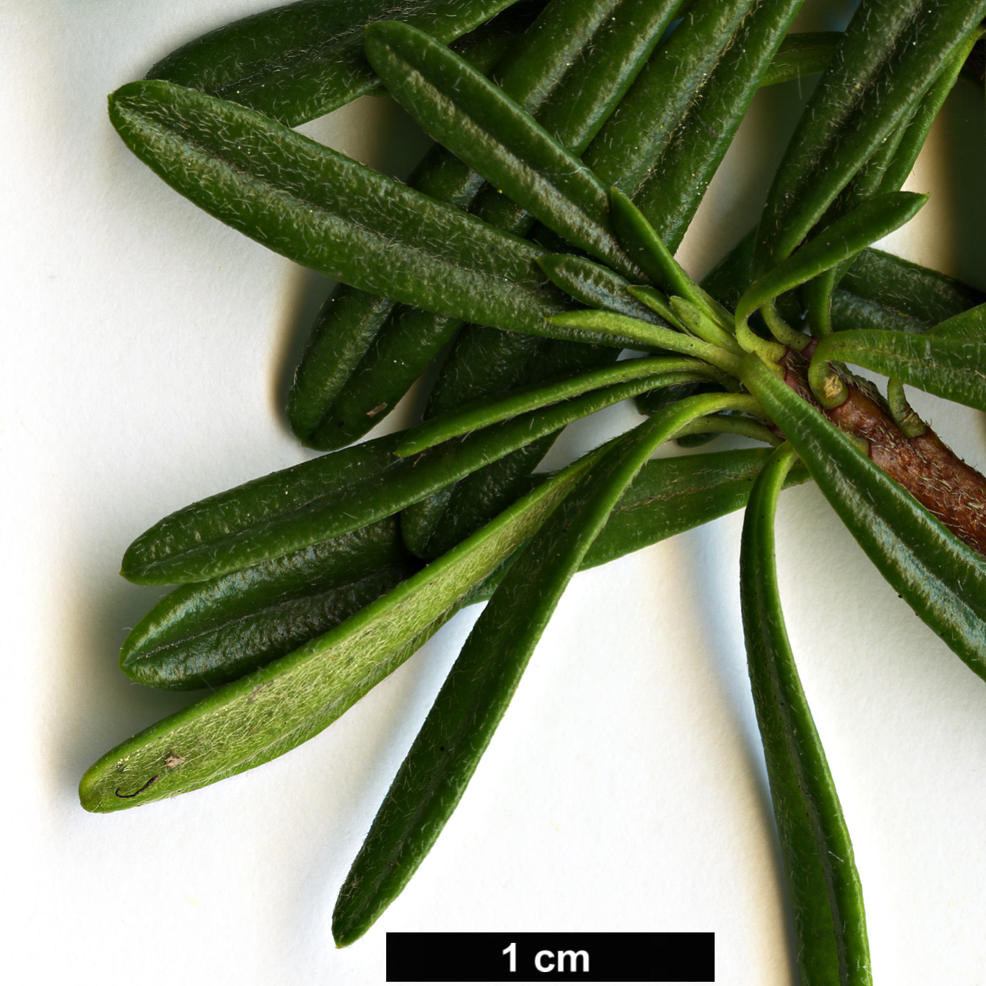 High resolution image: Family: Thymelaeaceae - Genus: Daphne - Taxon: arbuscula