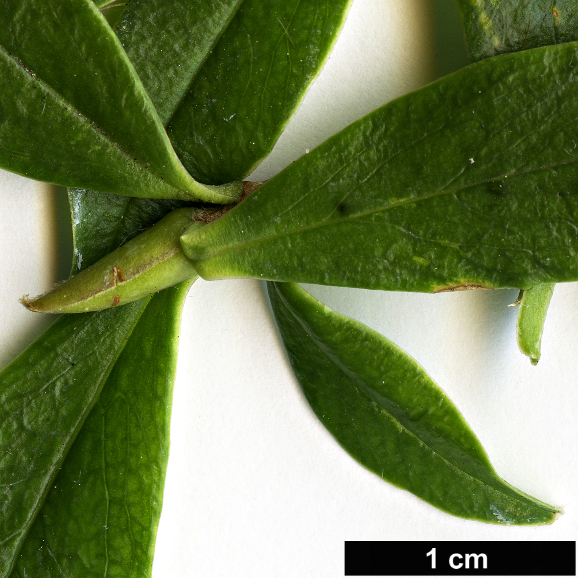 High resolution image: Family: Thymelaeaceae - Genus: Daphne - Taxon: bholua