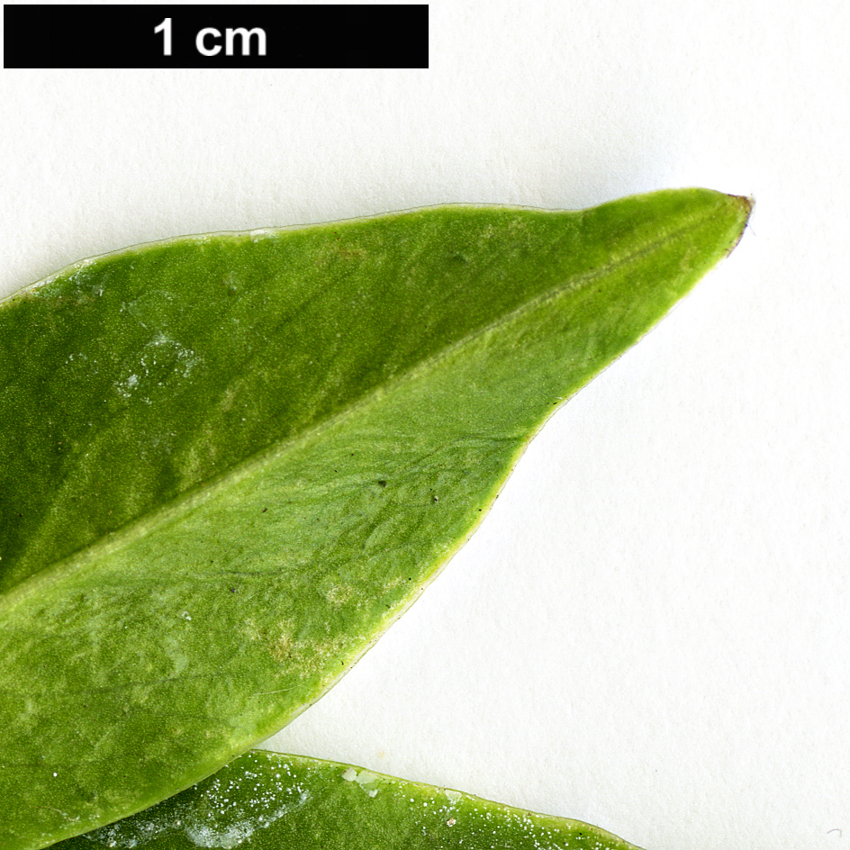 High resolution image: Family: Thymelaeaceae - Genus: Daphne - Taxon: bholua