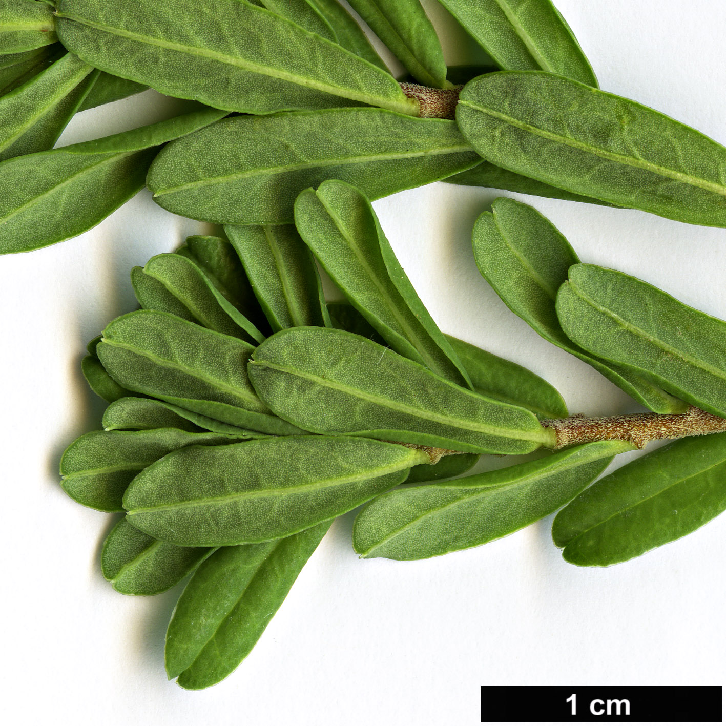 High resolution image: Family: Thymelaeaceae - Genus: Daphne - Taxon: cneorum