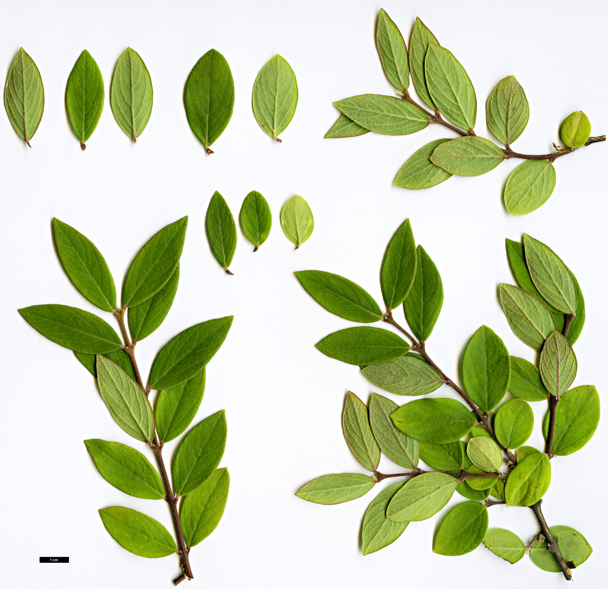 High resolution image: Family: Thymelaeaceae - Genus: Daphne - Taxon: genkwa