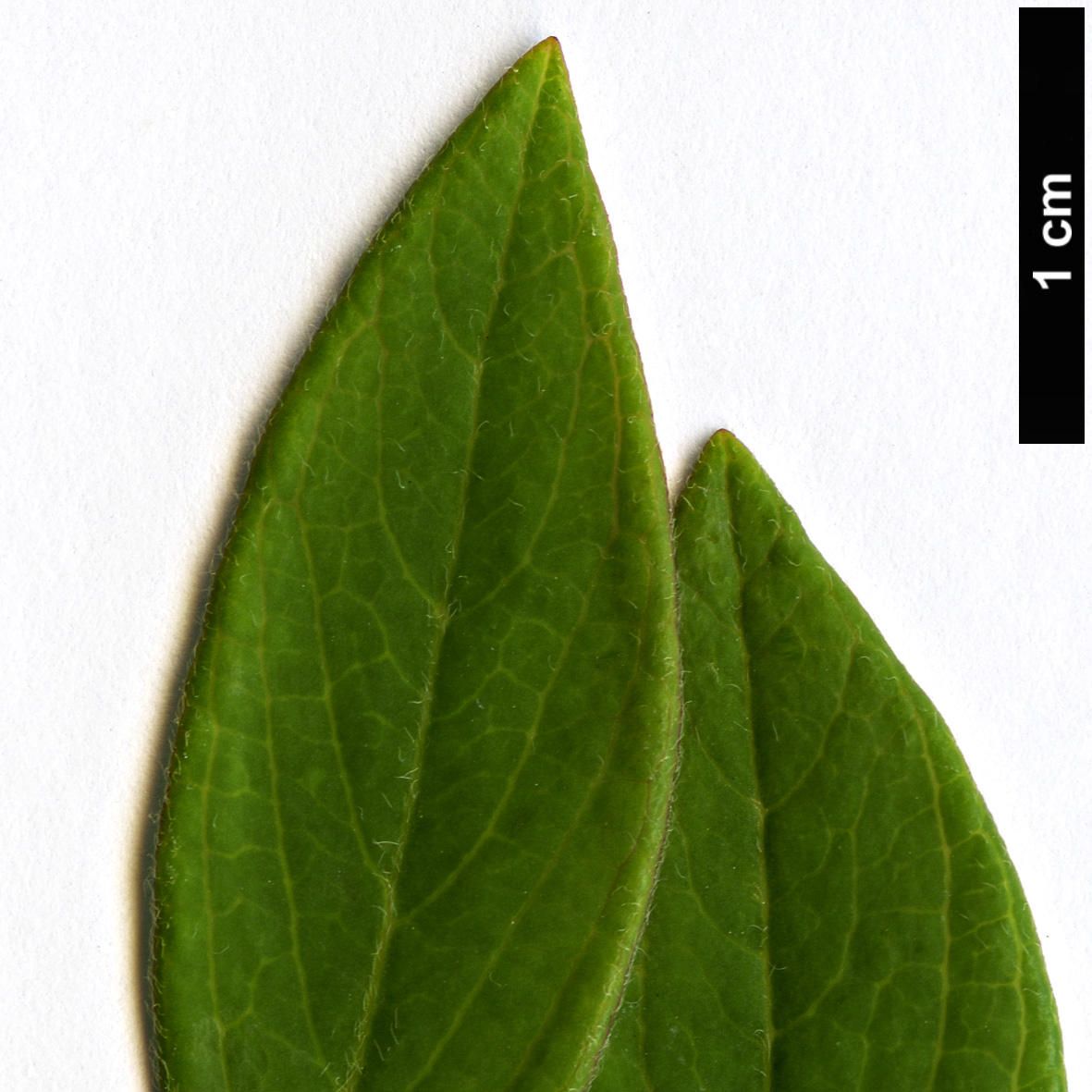 High resolution image: Family: Thymelaeaceae - Genus: Daphne - Taxon: genkwa