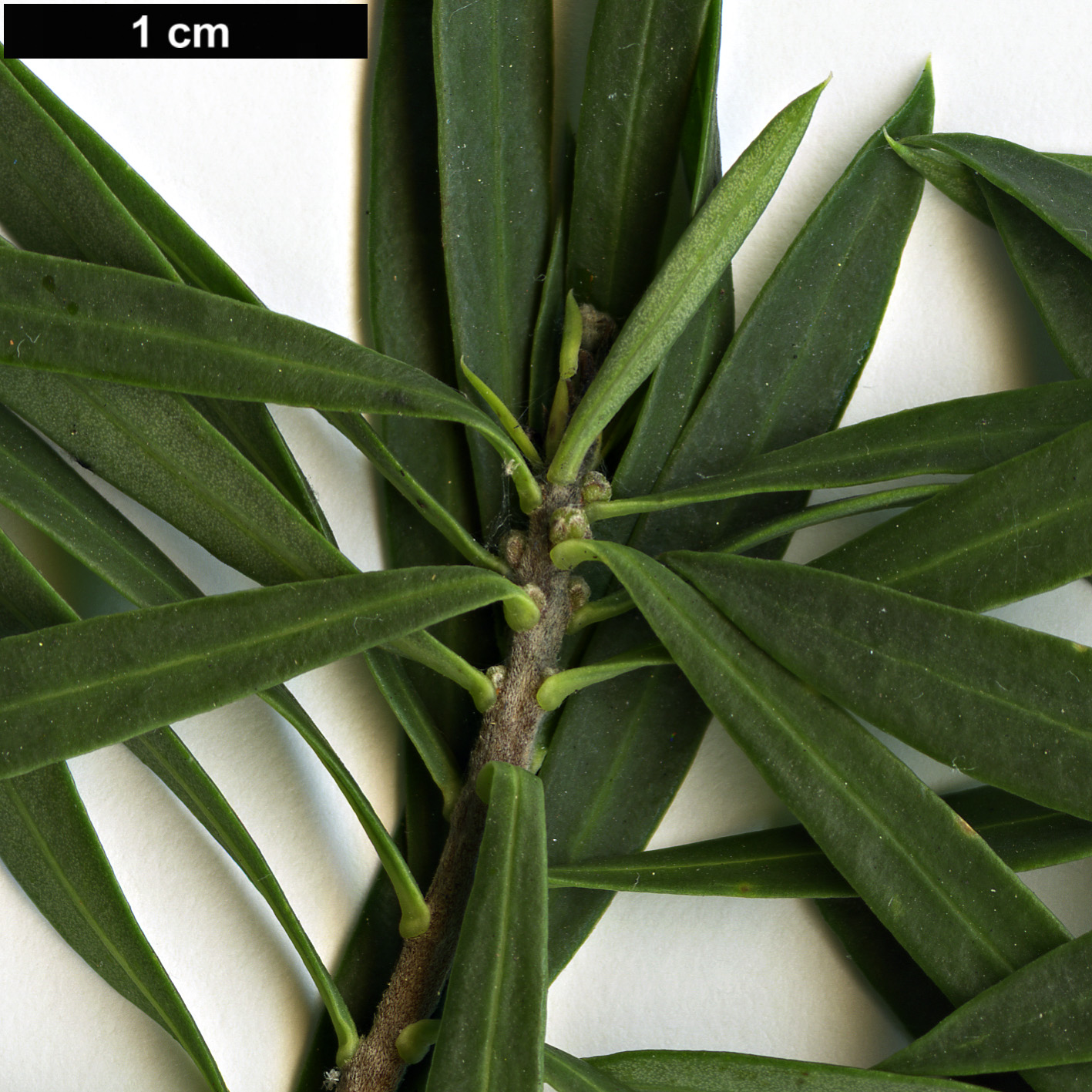 High resolution image: Family: Thymelaeaceae - Genus: Daphne - Taxon: gnidium
