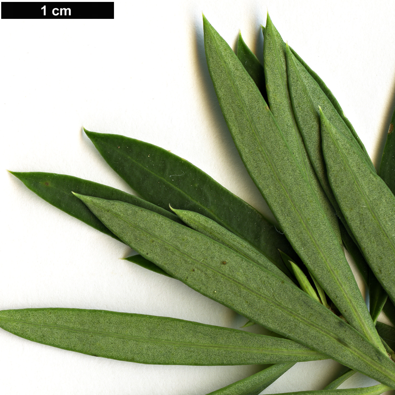 High resolution image: Family: Thymelaeaceae - Genus: Daphne - Taxon: gnidium