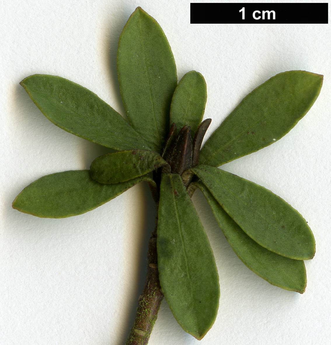 High resolution image: Family: Thymelaeaceae - Genus: Daphne - Taxon: kosaninii