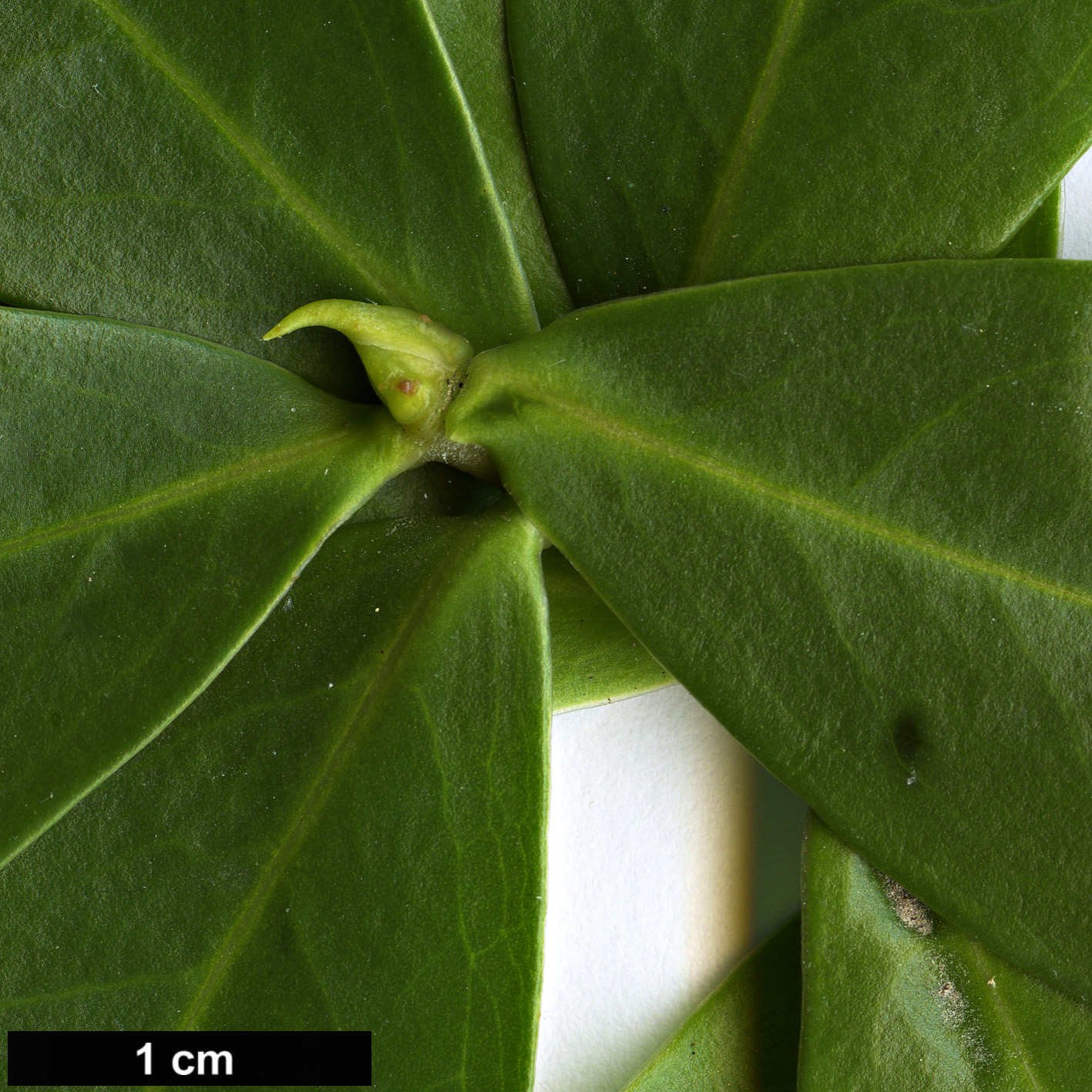 High resolution image: Family: Thymelaeaceae - Genus: Daphne - Taxon: laureola