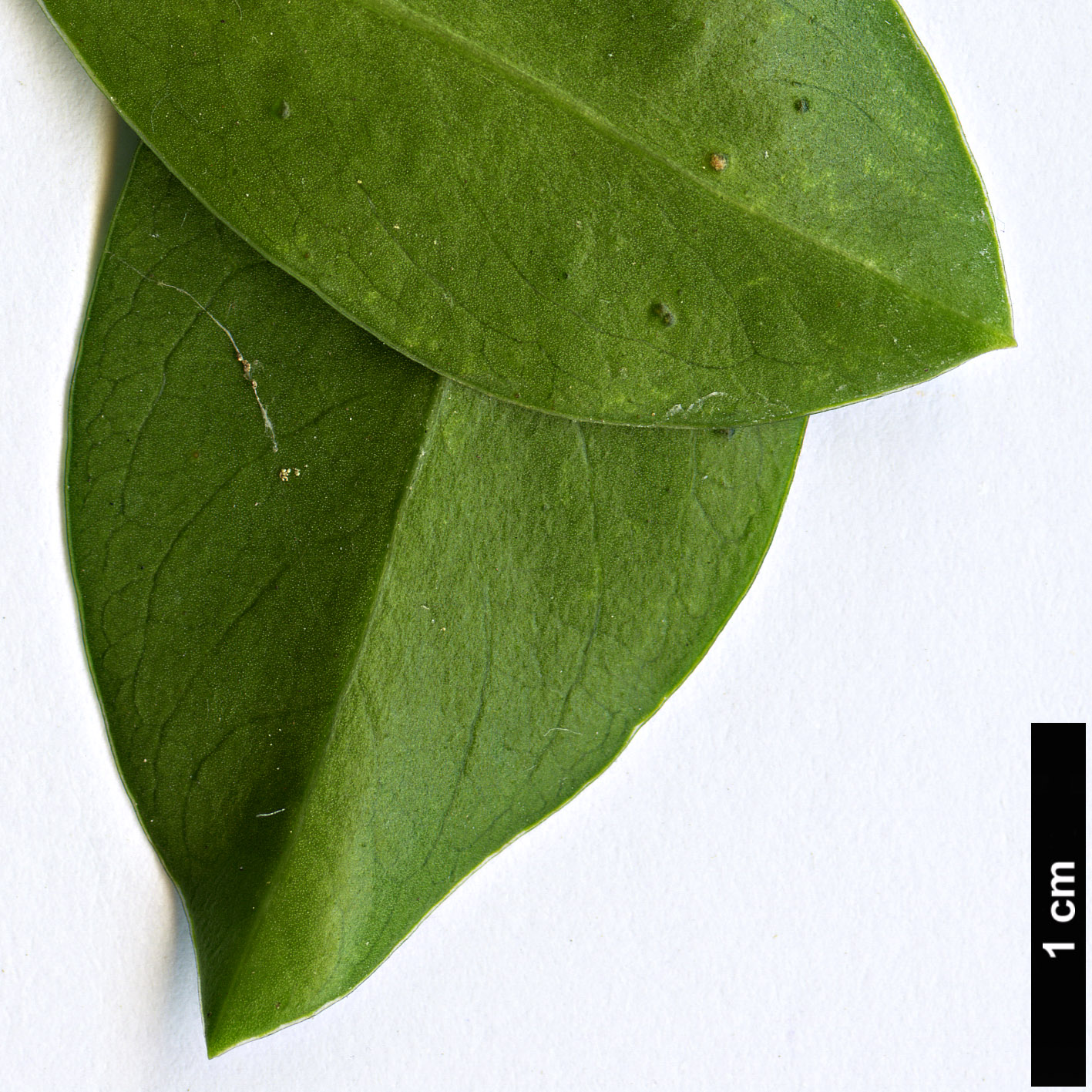 High resolution image: Family: Thymelaeaceae - Genus: Daphne - Taxon: laureola
