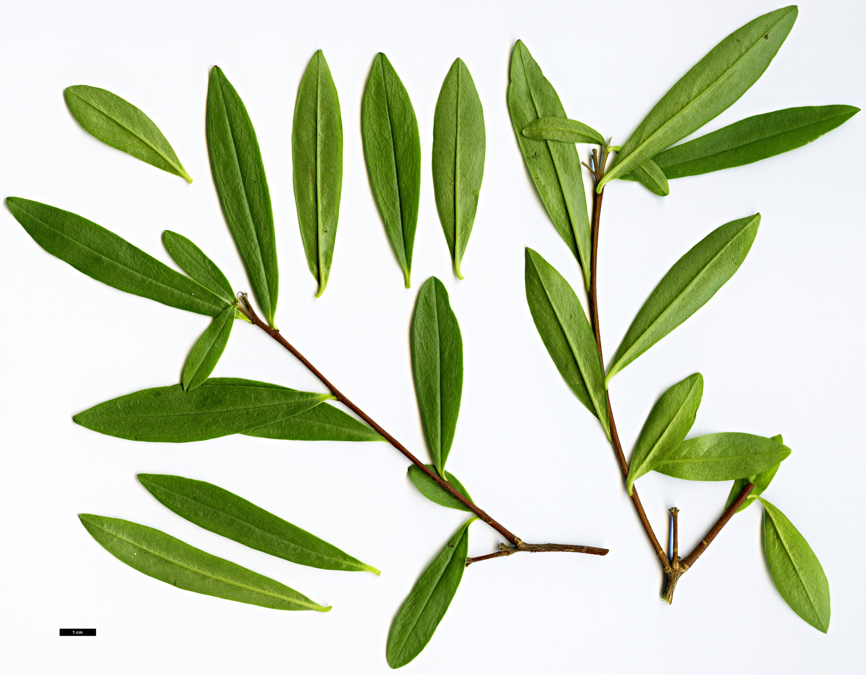High resolution image: Family: Thymelaeaceae - Genus: Daphne - Taxon: longilobata