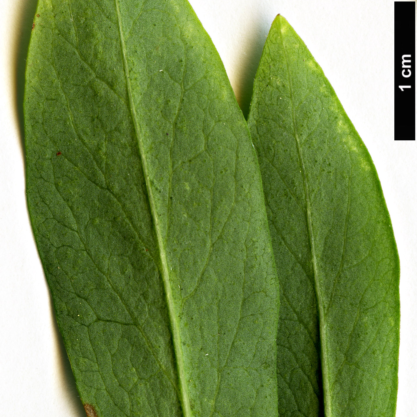 High resolution image: Family: Thymelaeaceae - Genus: Daphne - Taxon: mezereum