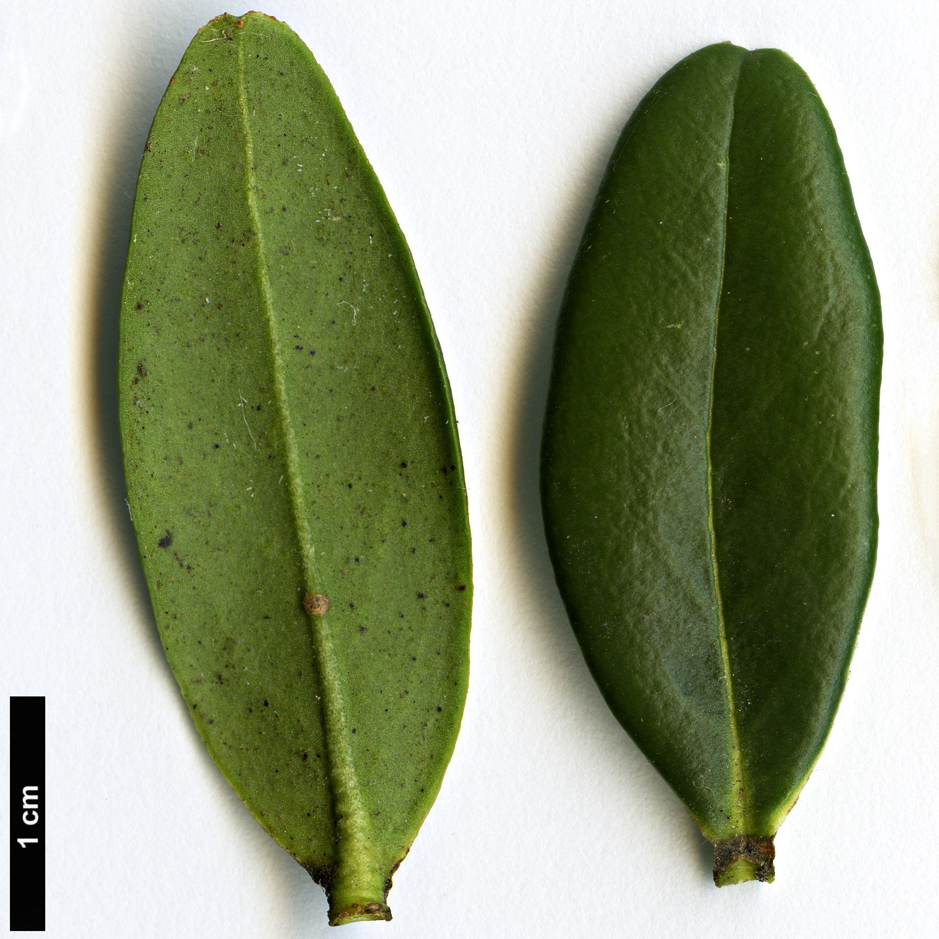 High resolution image: Family: Thymelaeaceae - Genus: Daphne - Taxon: retusa