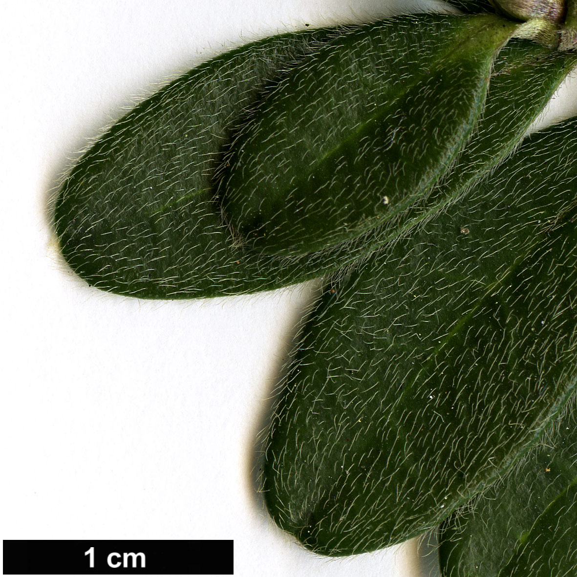 High resolution image: Family: Thymelaeaceae - Genus: Daphne - Taxon: sericea