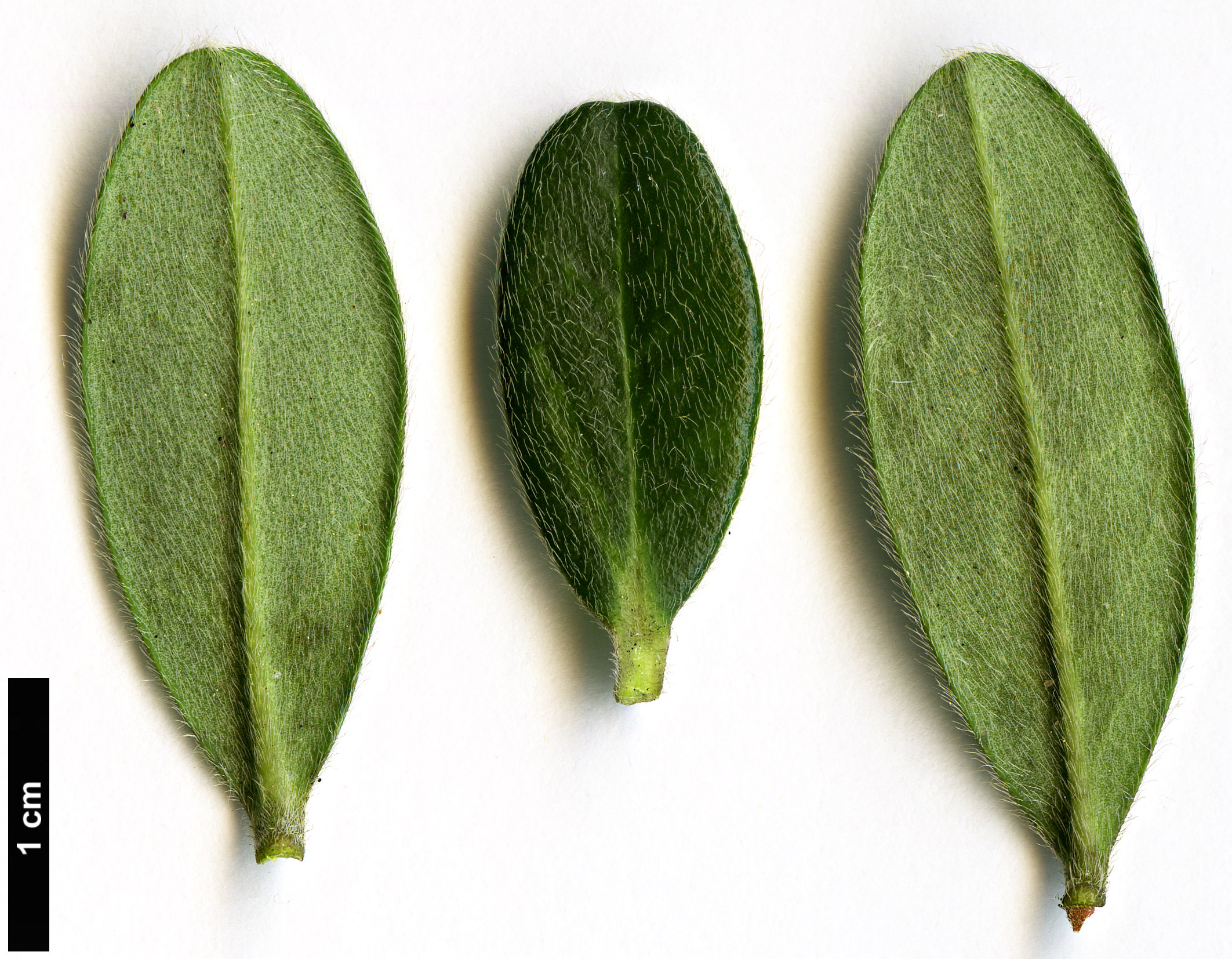 High resolution image: Family: Thymelaeaceae - Genus: Daphne - Taxon: sericea