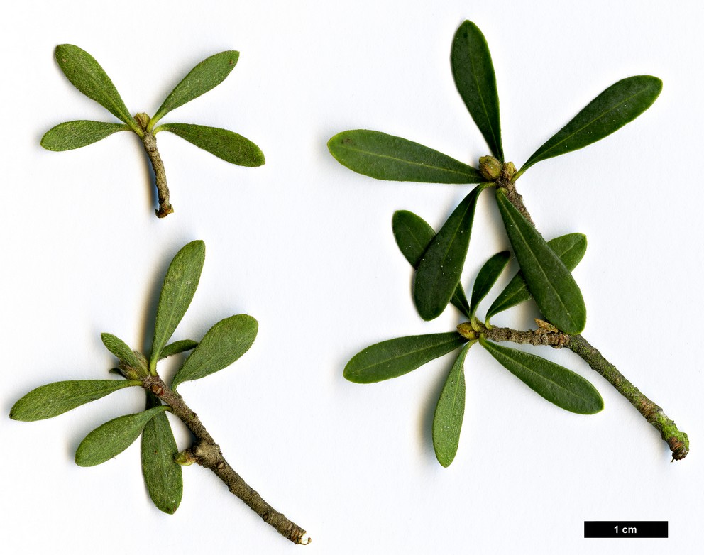 High resolution image: Family: Thymelaeaceae - Genus: Daphne - Taxon: transcaucasica