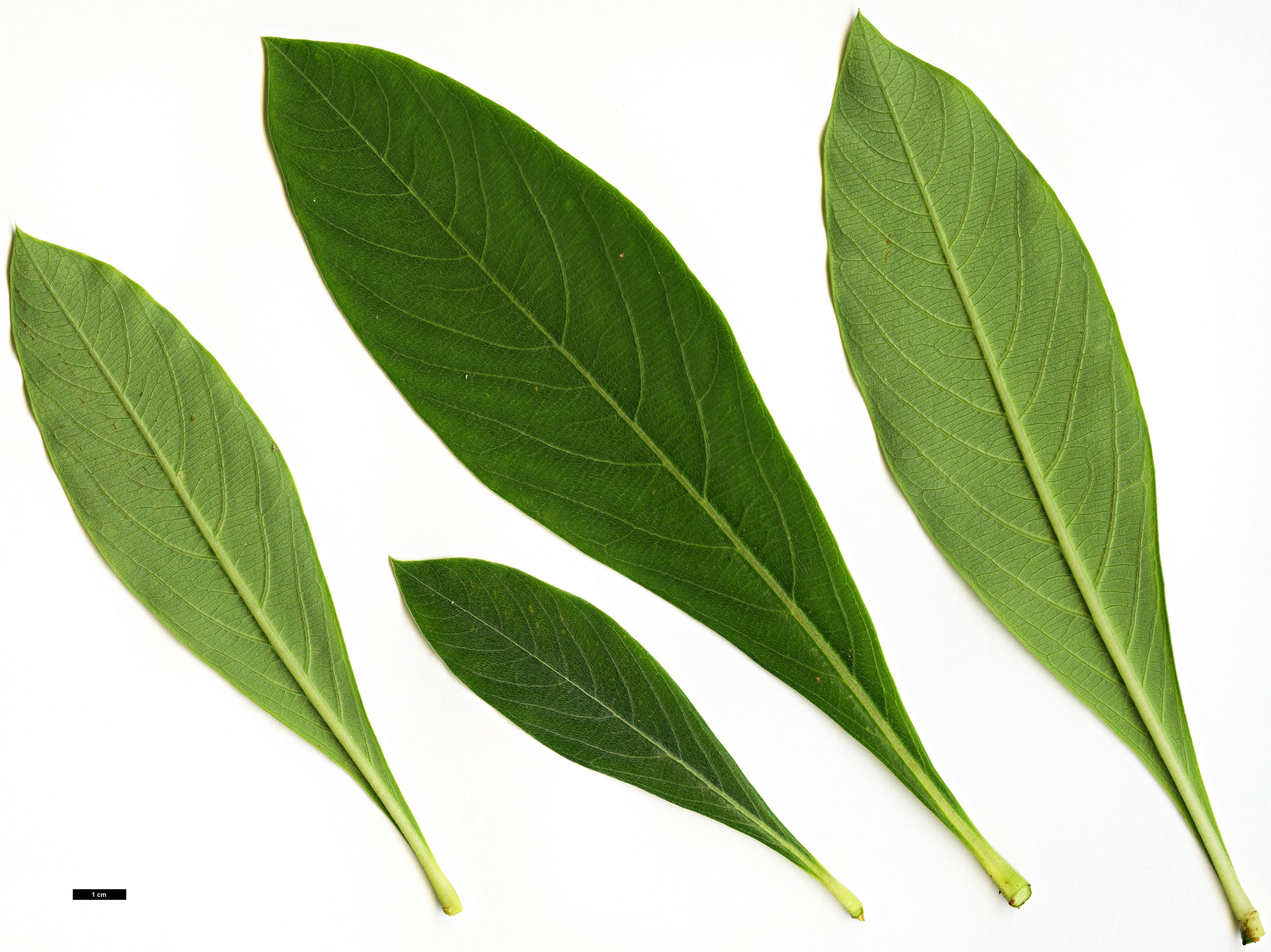High resolution image: Family: Thymelaeaceae - Genus: Edgeworthia - Taxon: chrysantha