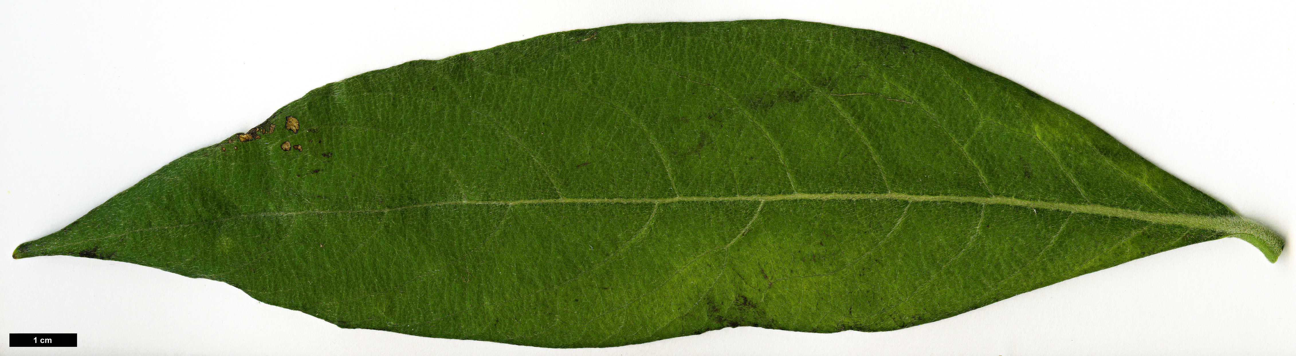 High resolution image: Family: Thymelaeaceae - Genus: Edgeworthia - Taxon: gardneri