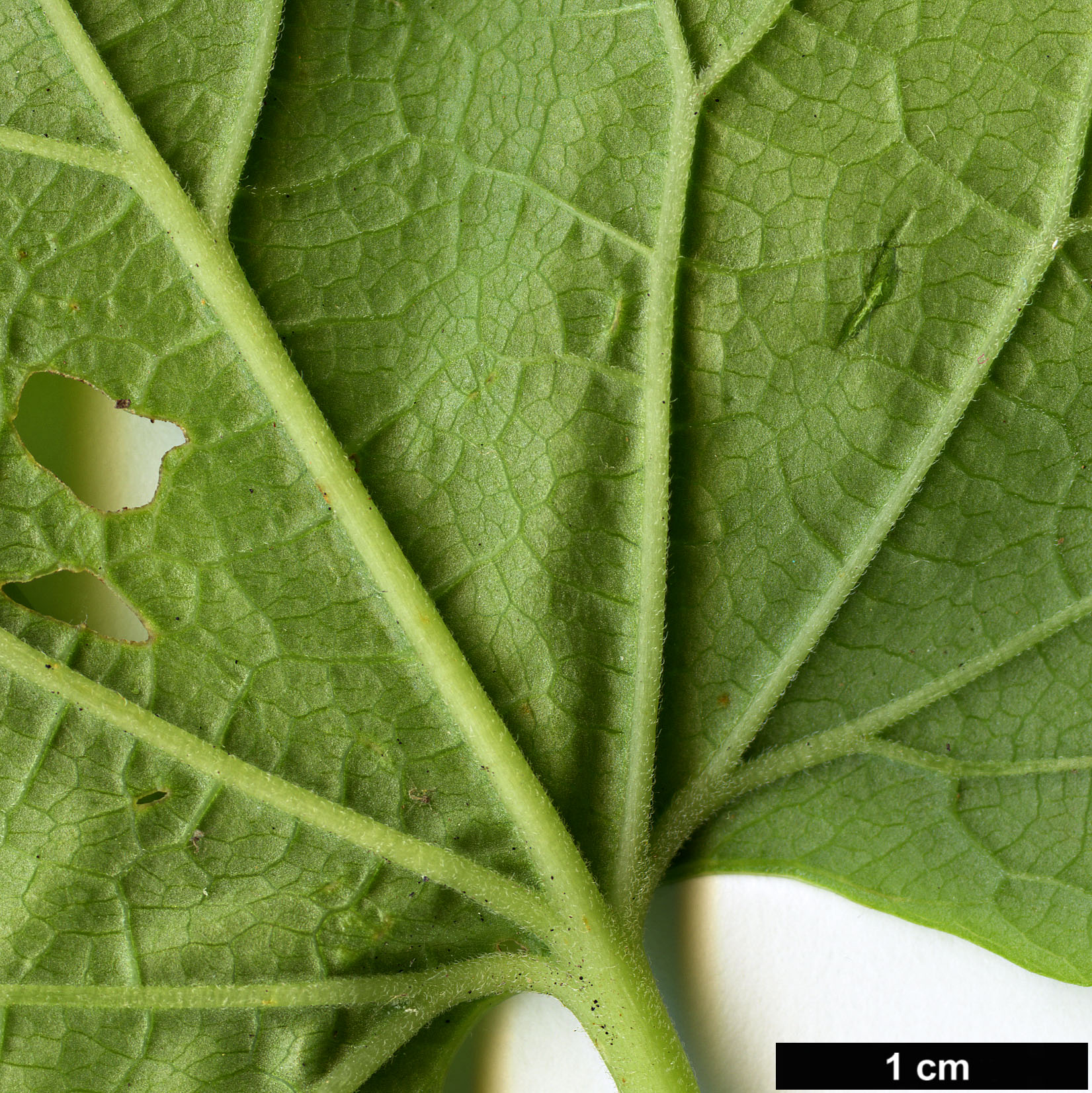 High resolution image: Family: Torricelliaceae - Genus: Torricellia - Taxon: tiliifolia