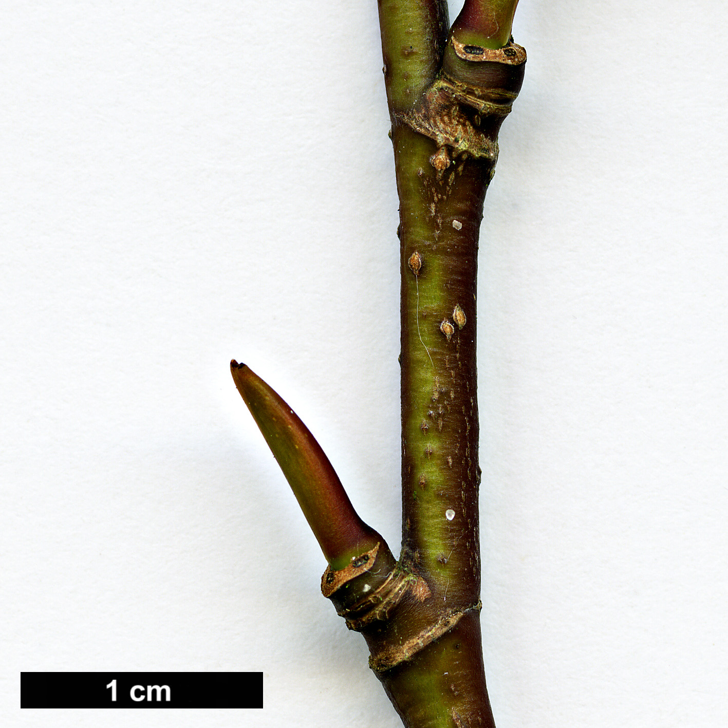 High resolution image: Family: Trochodendraceae - Genus: Tetracentron - Taxon: sinense