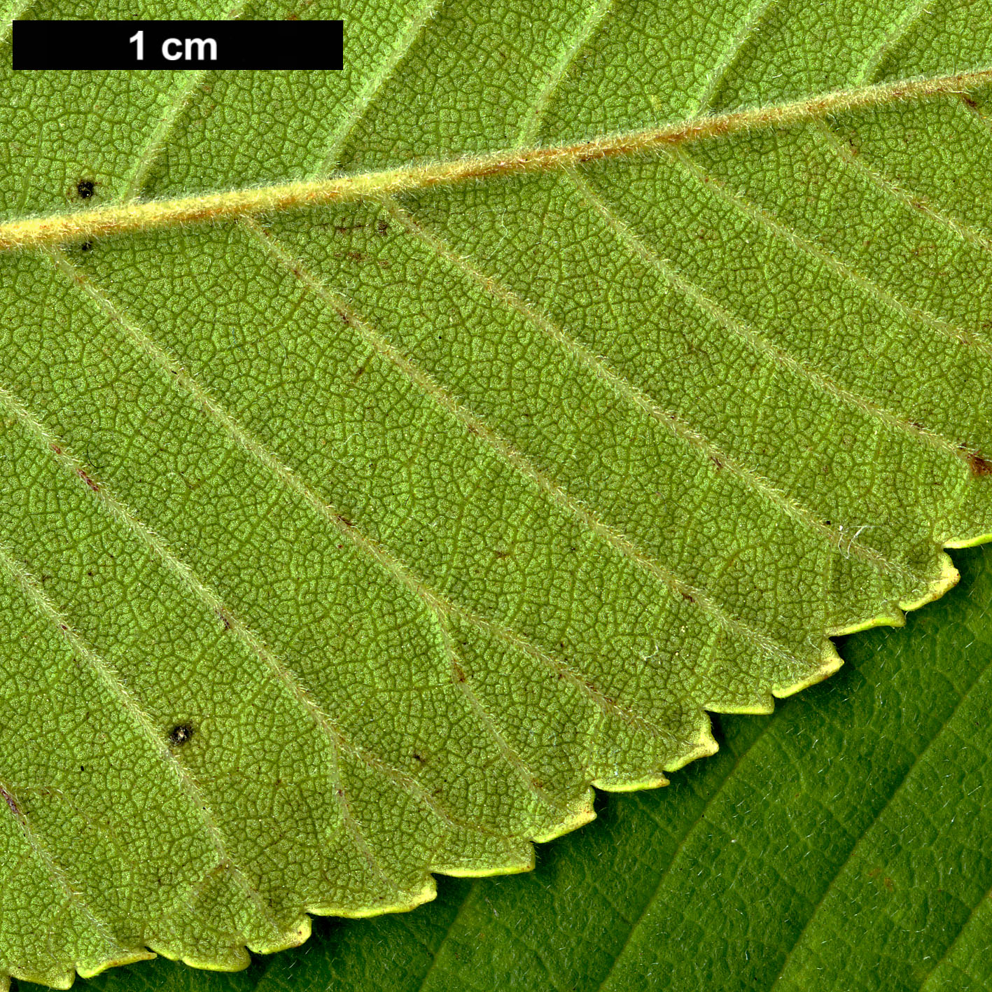 High resolution image: Family: Ulmaceae - Genus: Ulmus - Taxon: castaneifolia