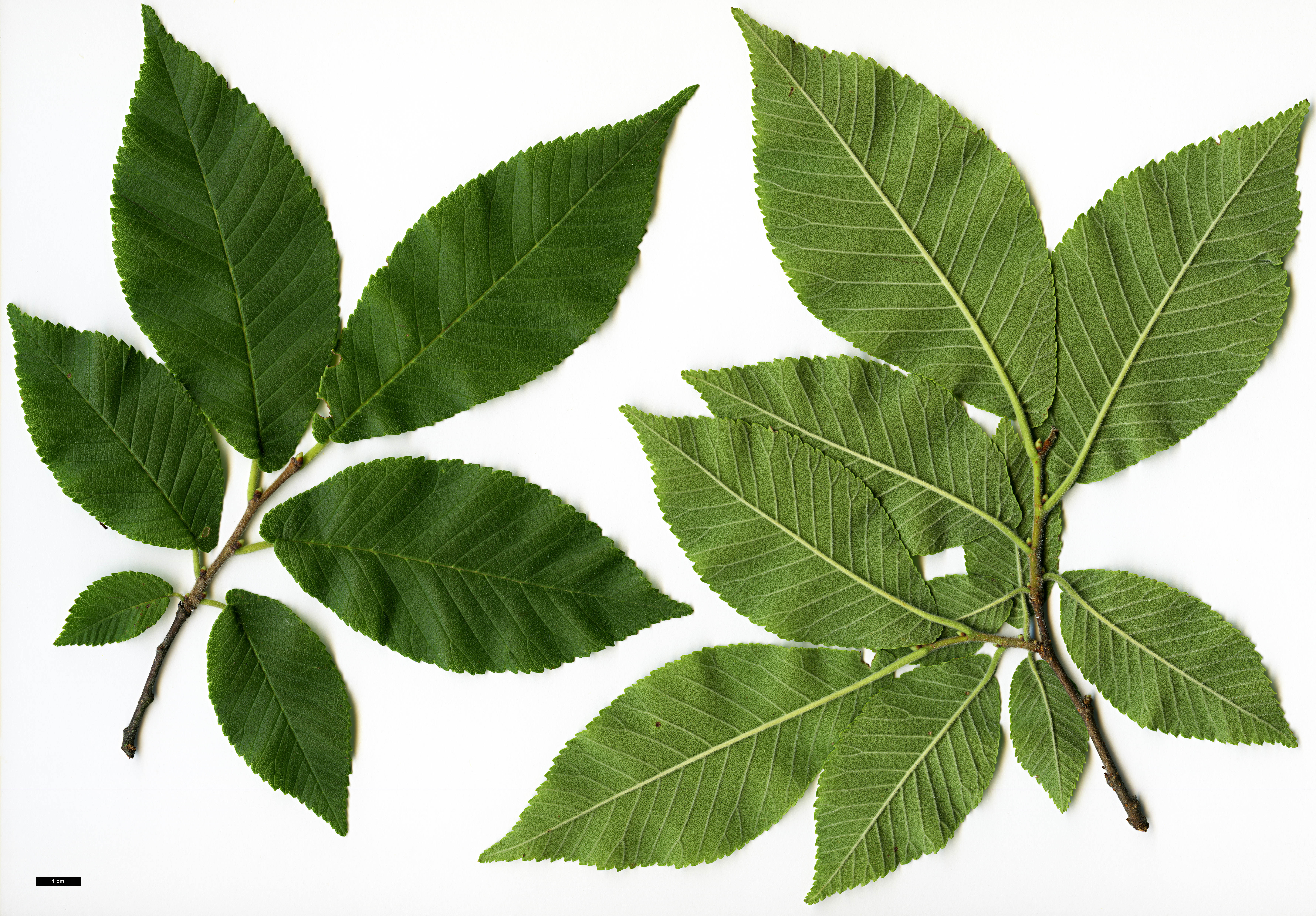 High resolution image: Family: Ulmaceae - Genus: Ulmus - Taxon: castaneifolia