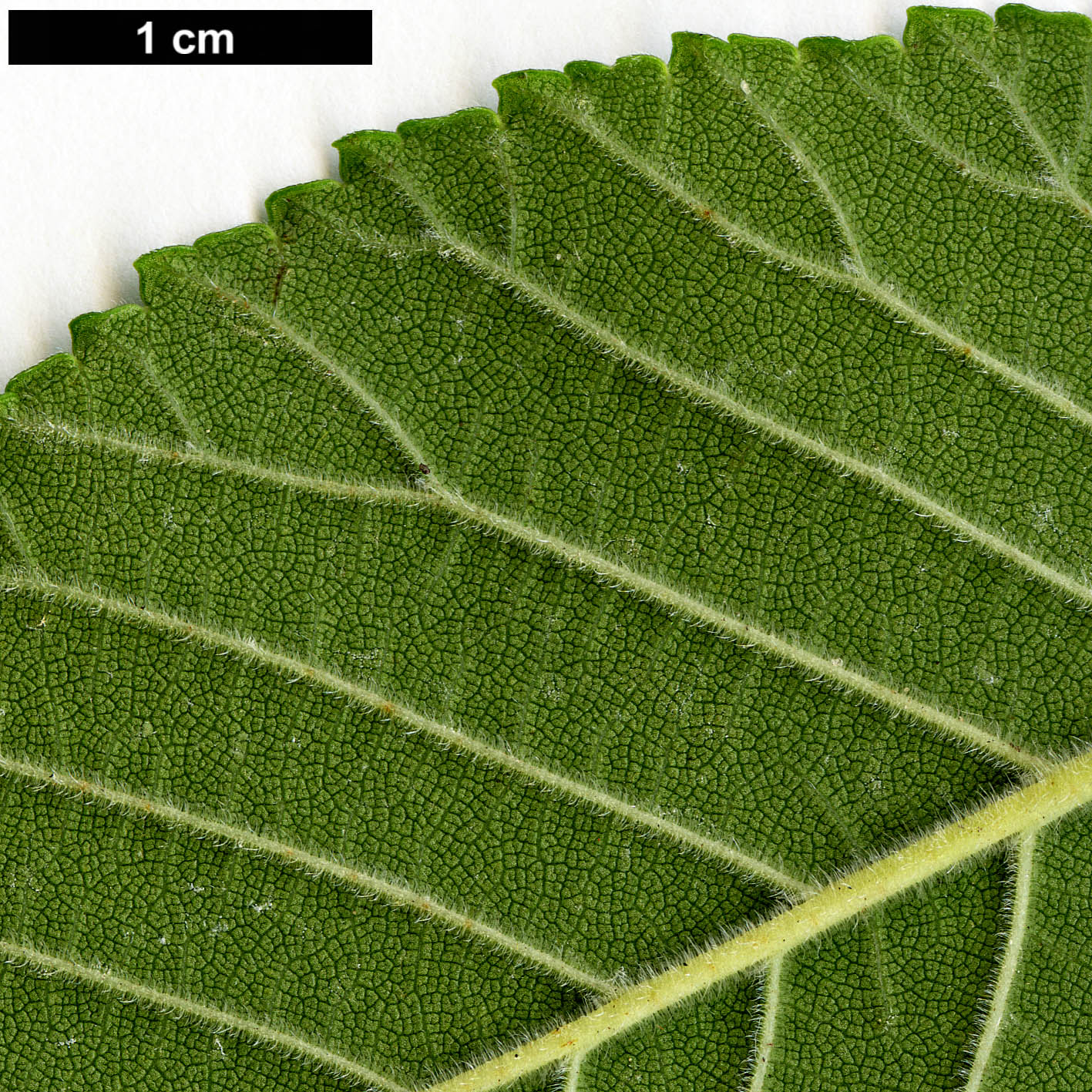 High resolution image: Family: Ulmaceae - Genus: Ulmus - Taxon: chenmoui