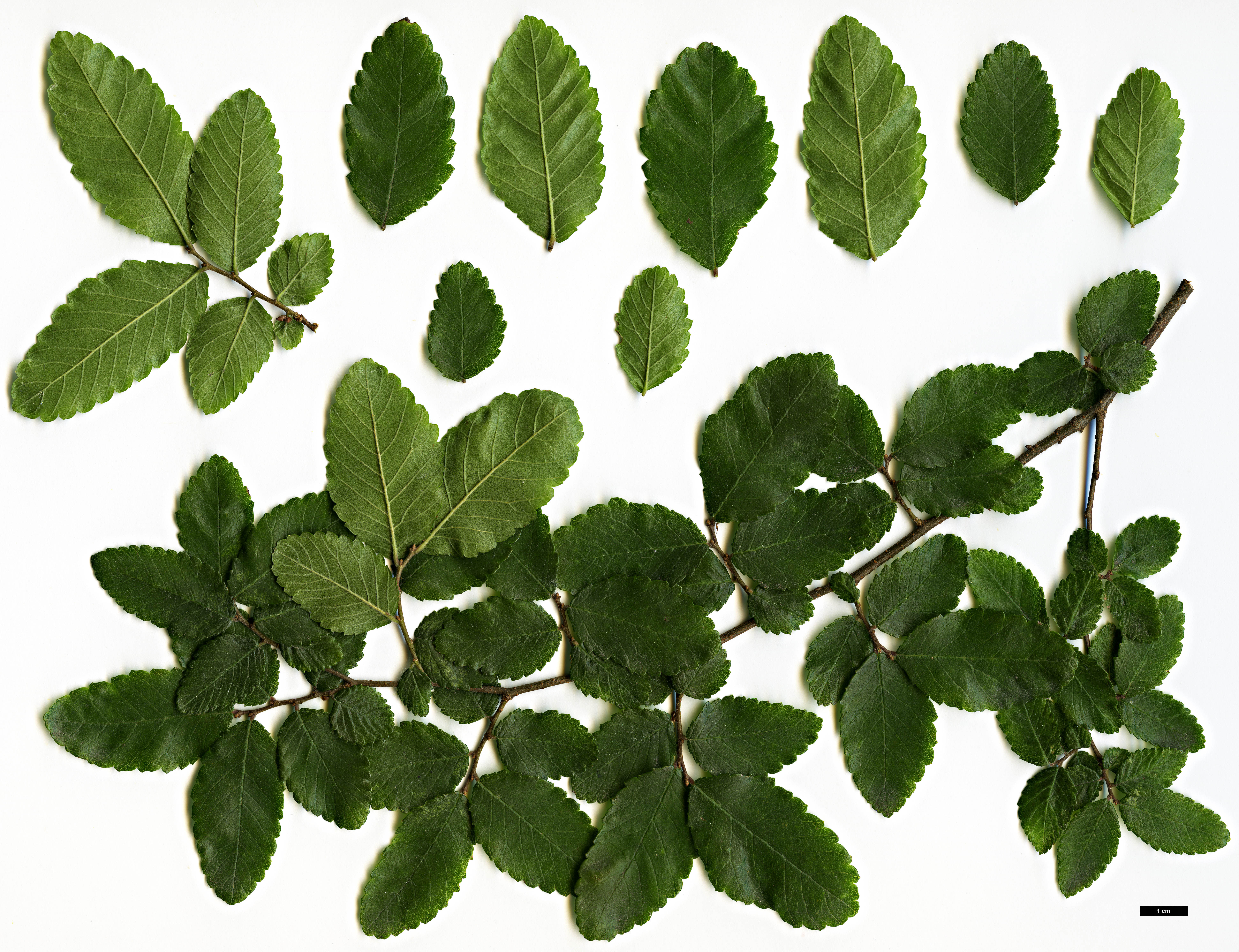 High resolution image: Family: Ulmaceae - Genus: Ulmus - Taxon: crassifolia