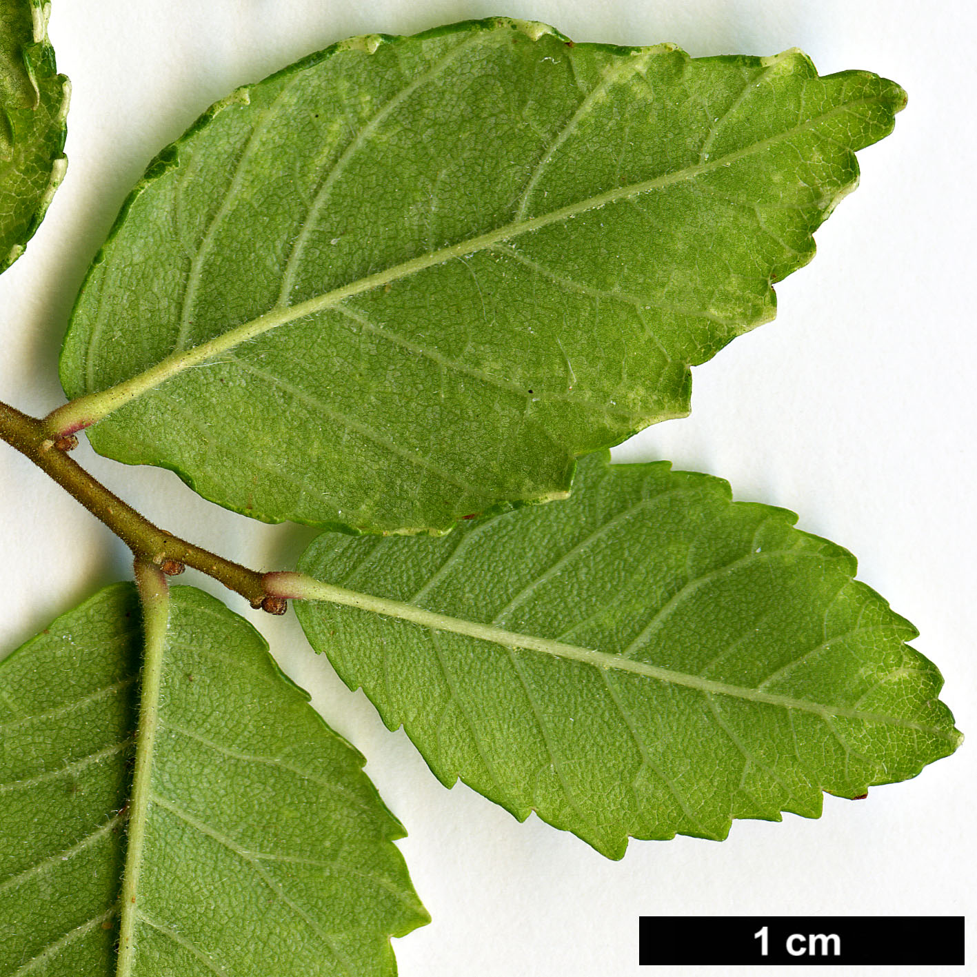 High resolution image: Family: Ulmaceae - Genus: Ulmus - Taxon: crassifolia