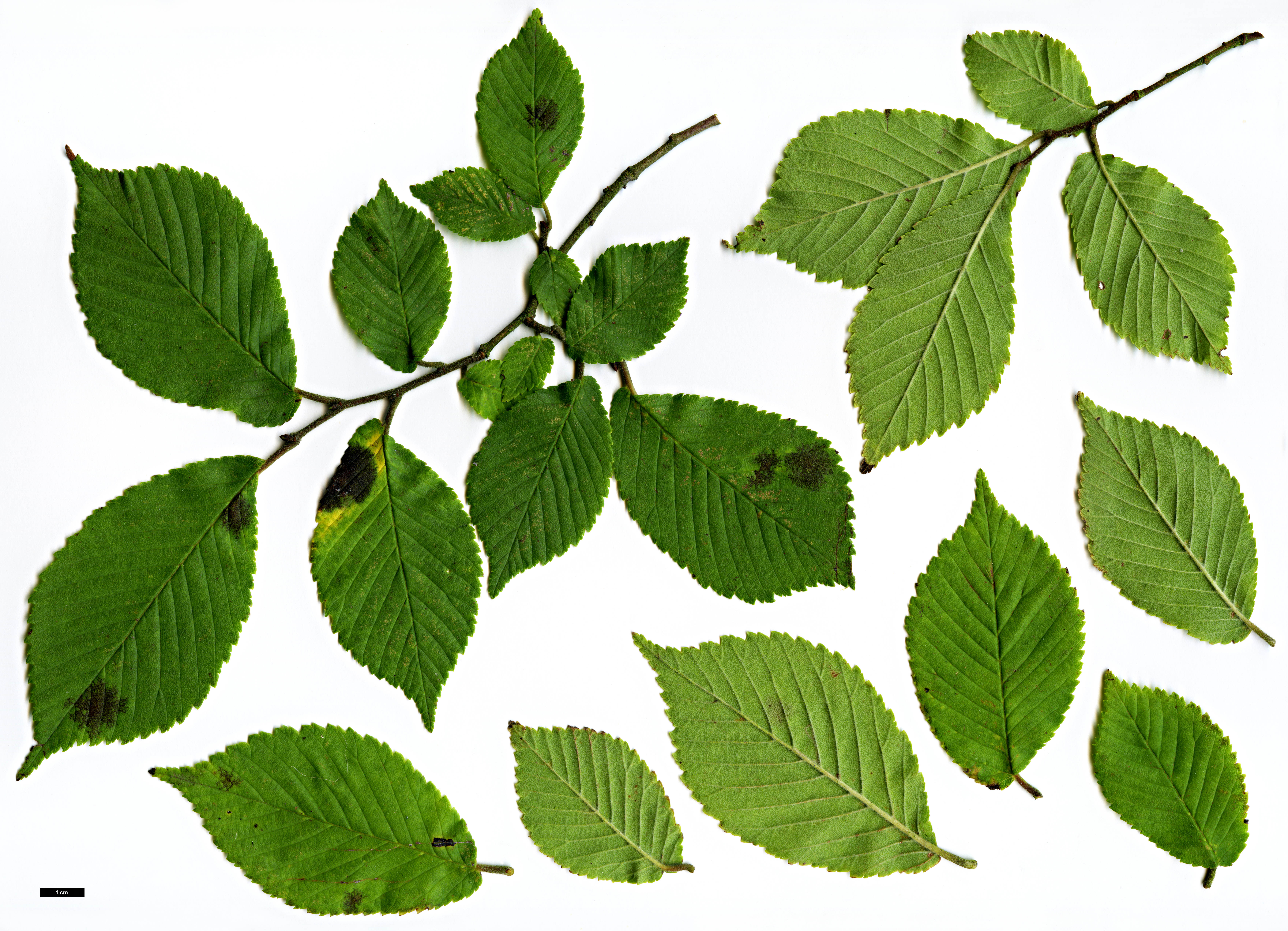High resolution image: Family: Ulmaceae - Genus: Ulmus - Taxon: davidiana