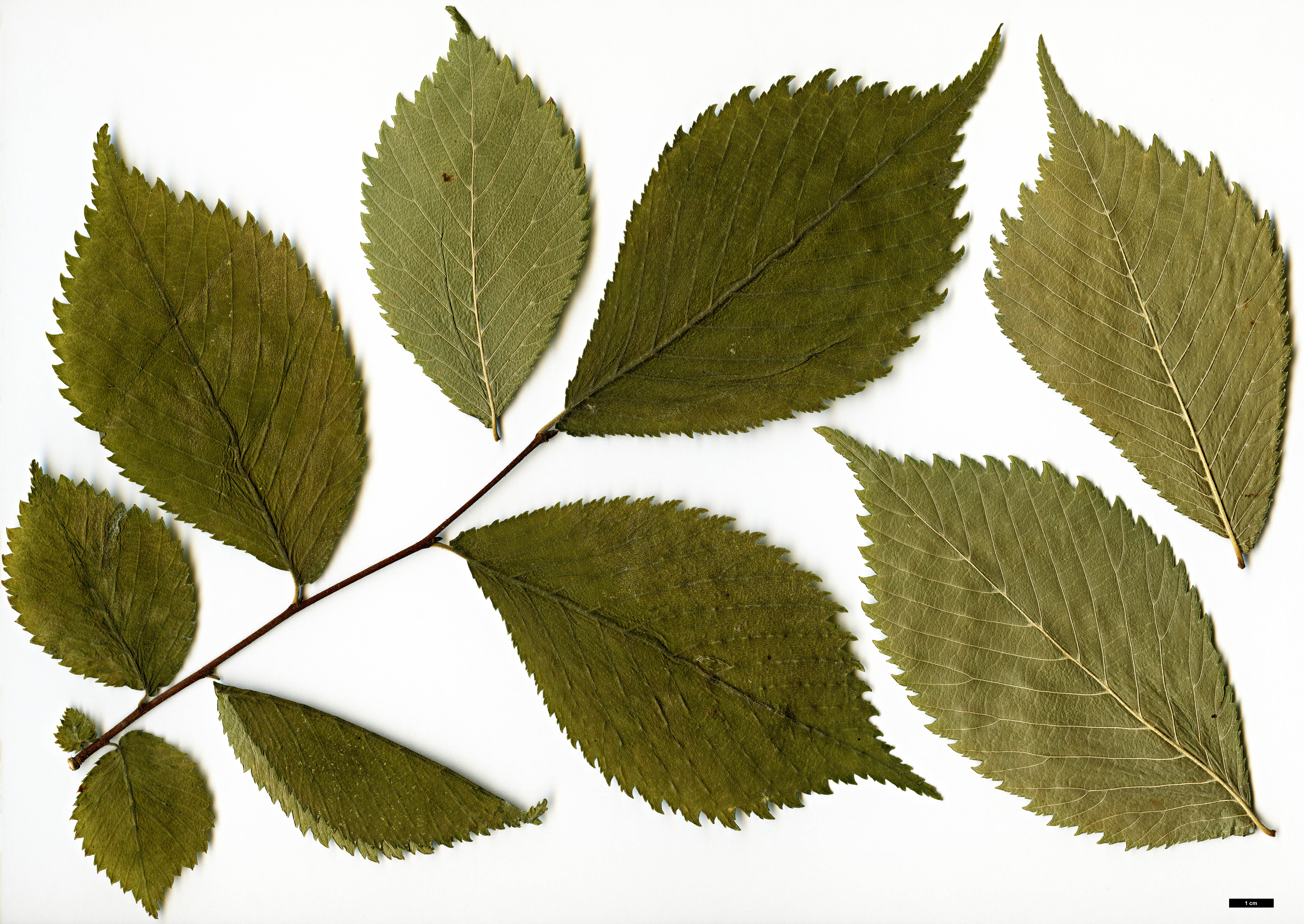 High resolution image: Family: Ulmaceae - Genus: Ulmus - Taxon: elliptica
