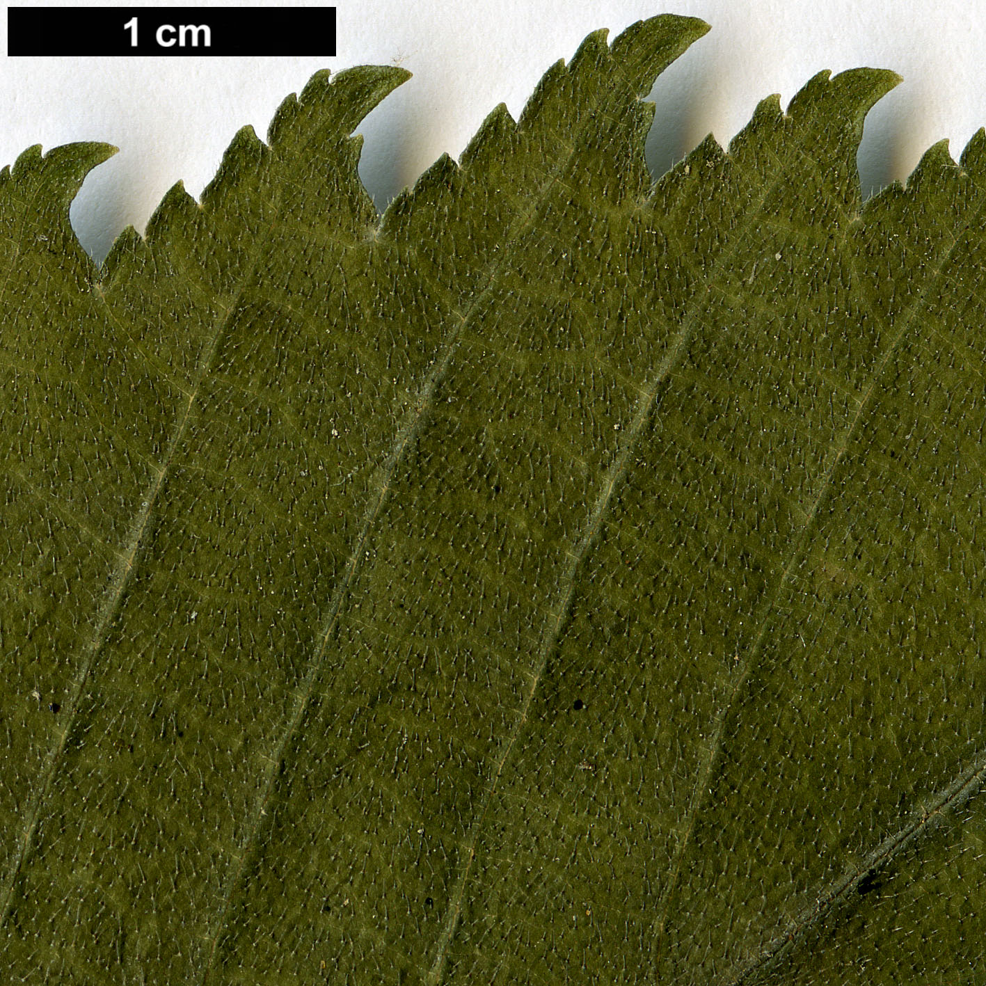 High resolution image: Family: Ulmaceae - Genus: Ulmus - Taxon: elliptica