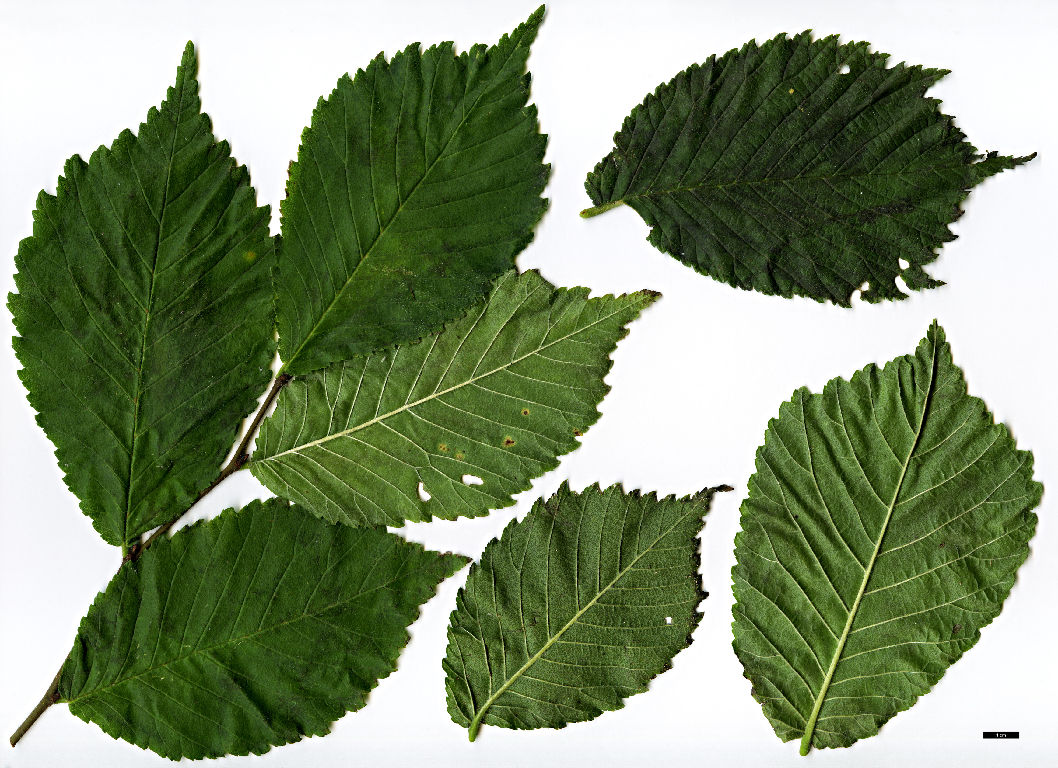 High resolution image: Family: Ulmaceae - Genus: Ulmus - Taxon: glabra