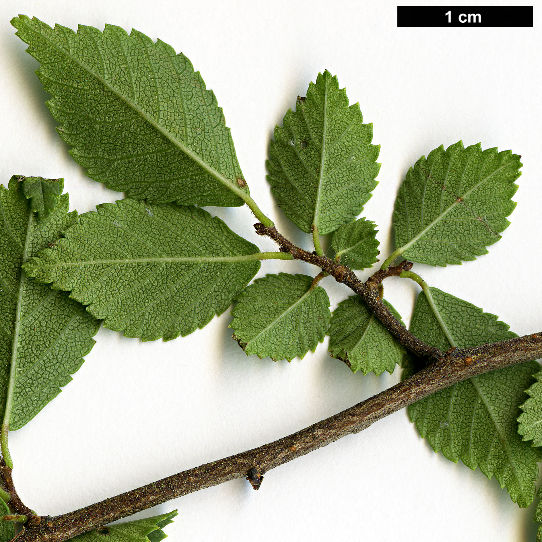 High resolution image: Family: Ulmaceae - Genus: Ulmus - Taxon: glaucescens