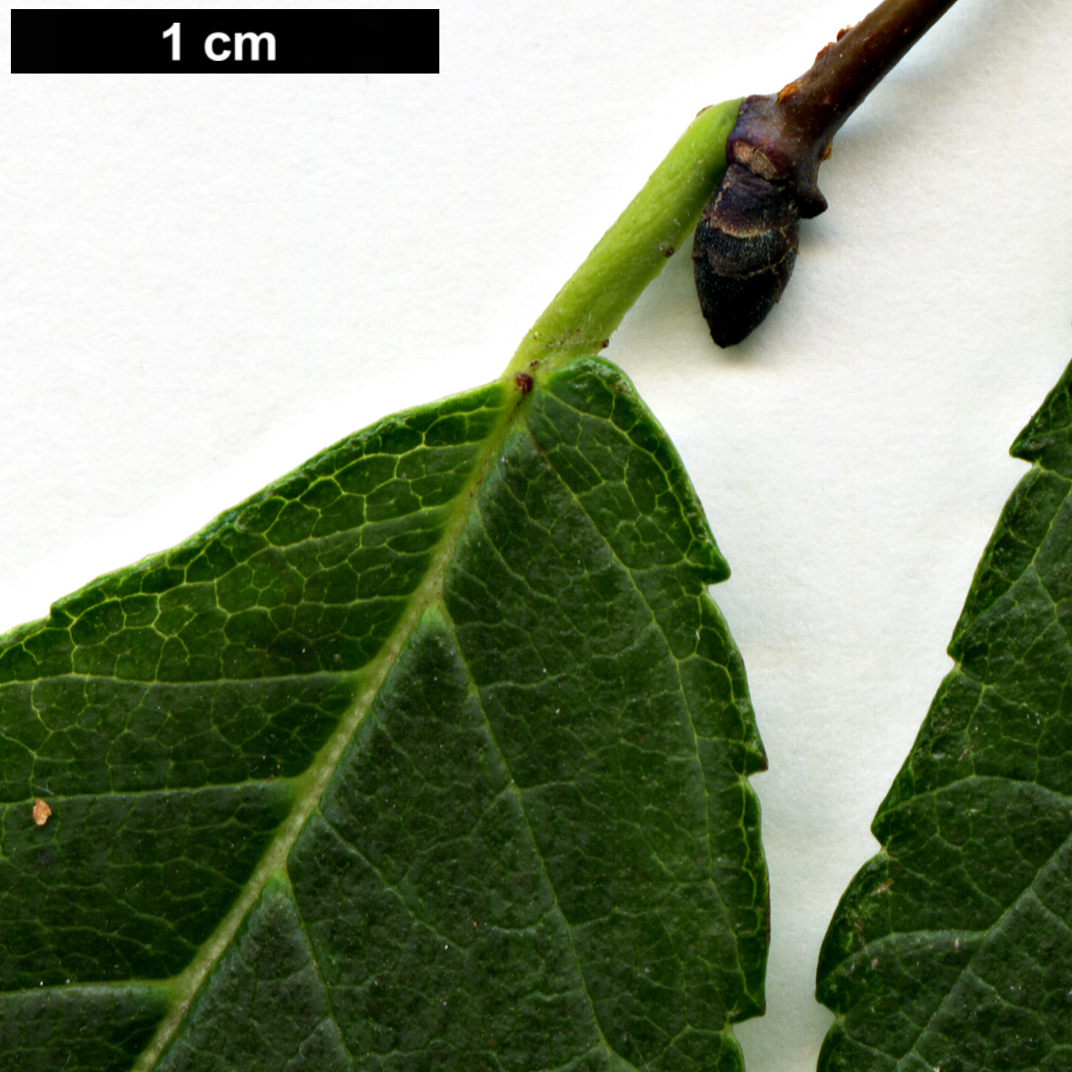 High resolution image: Family: Ulmaceae - Genus: Ulmus - Taxon: lamellosa