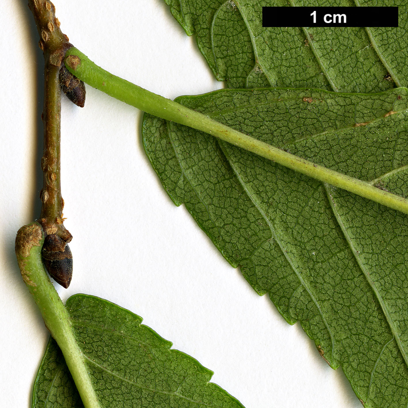 High resolution image: Family: Ulmaceae - Genus: Ulmus - Taxon: lamellosa