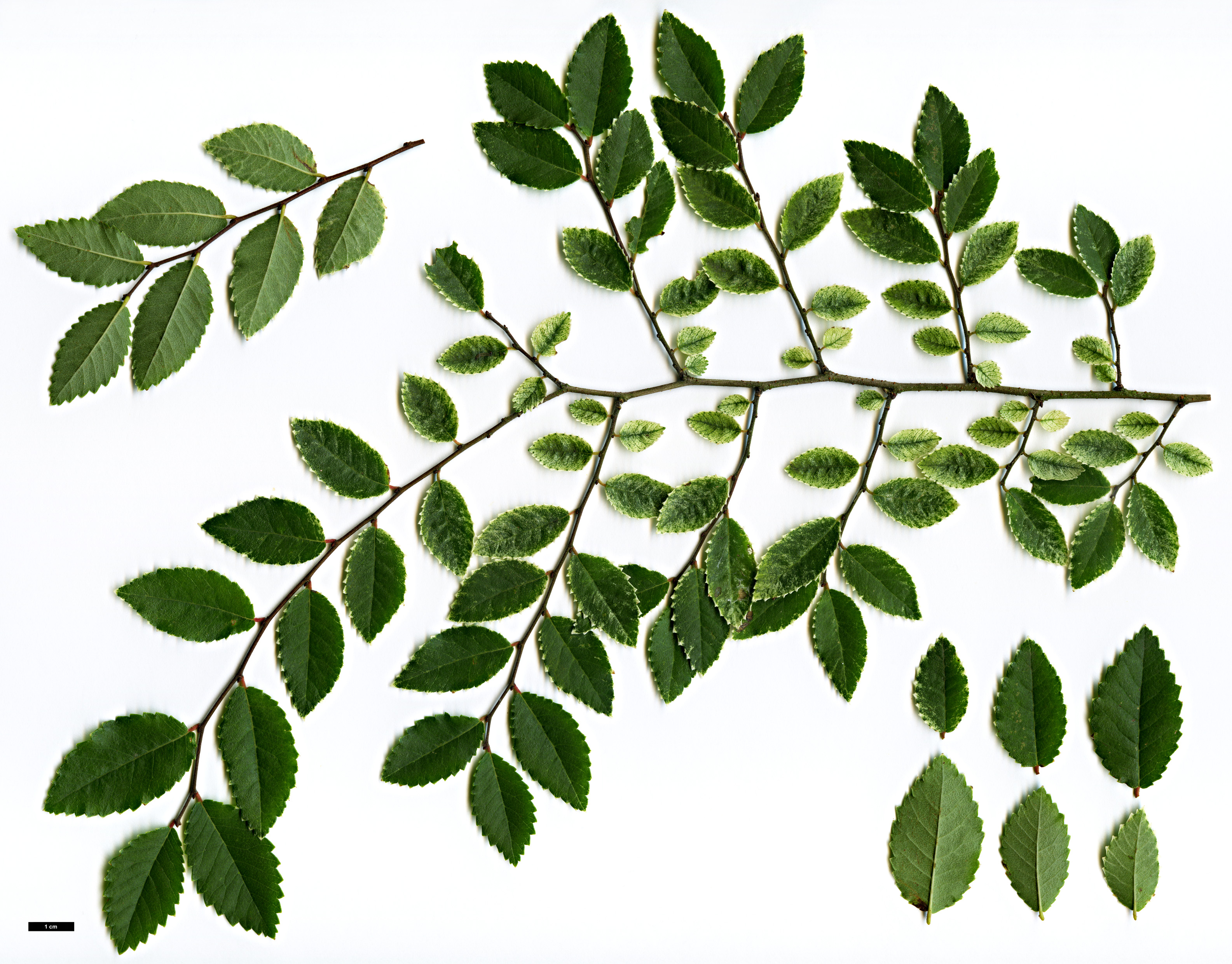 High resolution image: Family: Ulmaceae - Genus: Ulmus - Taxon: parvifolia - SpeciesSub: 'Geisha'