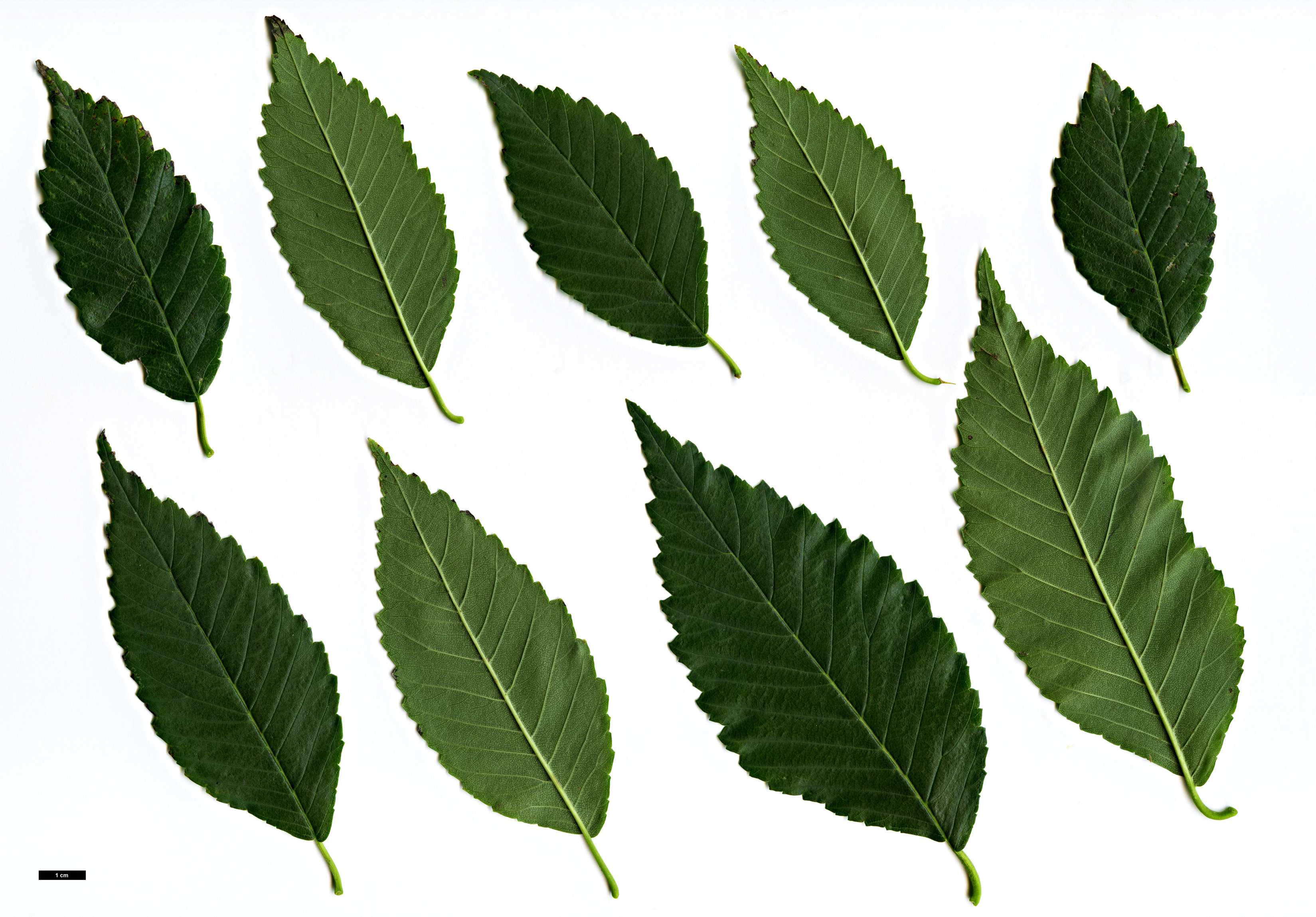 High resolution image: Family: Ulmaceae - Genus: Ulmus - Taxon: pumila - SpeciesSub: 'Hansen'