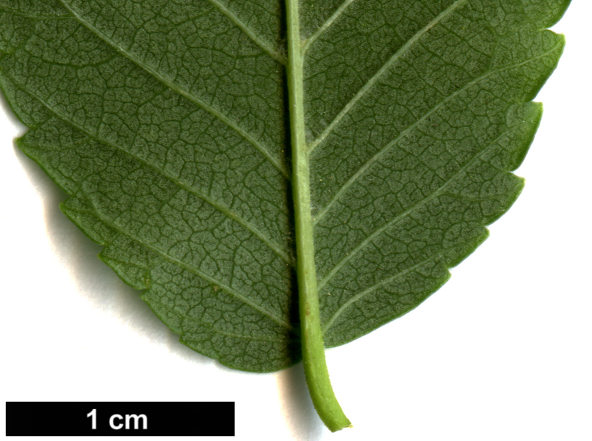 High resolution image: Family: Ulmaceae - Genus: Ulmus - Taxon: pumila