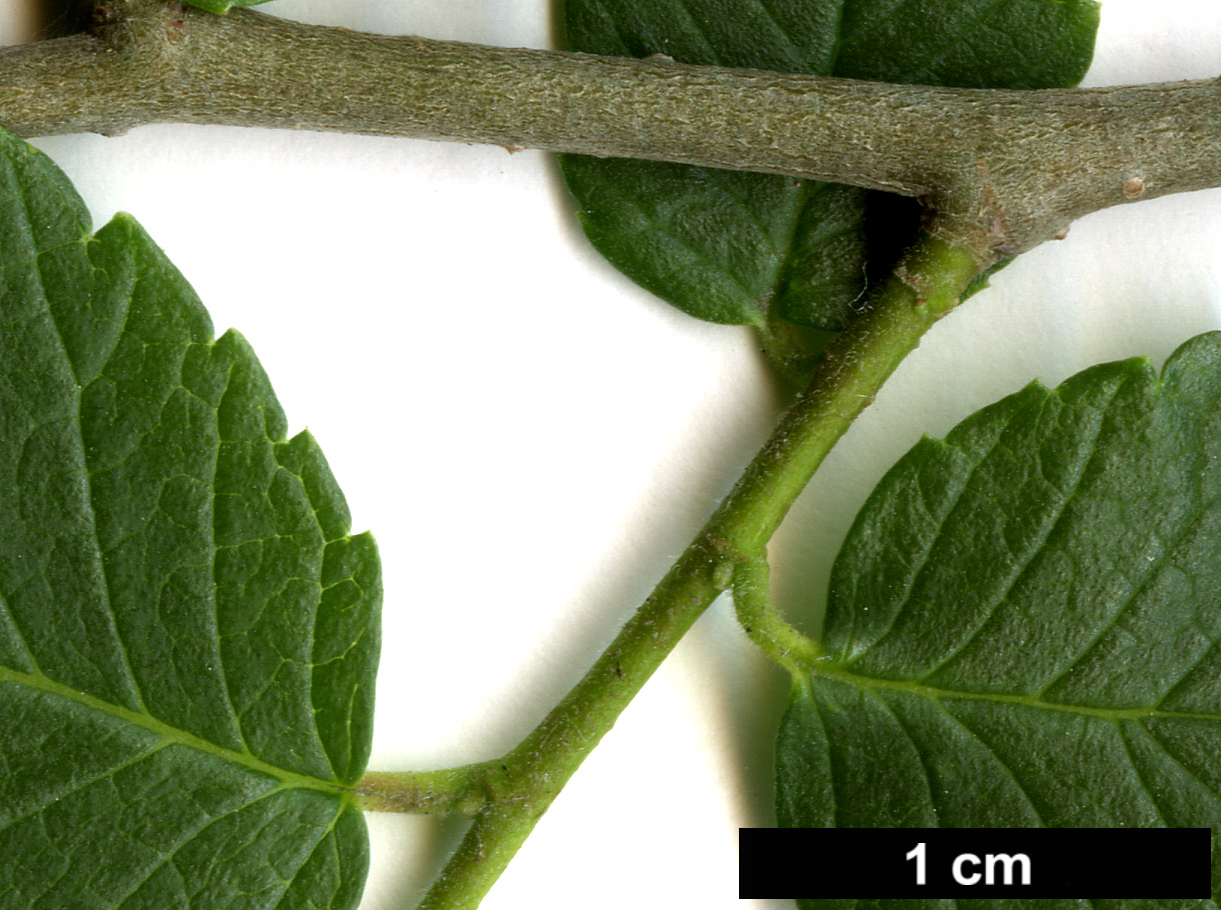 High resolution image: Family: Ulmaceae - Genus: Ulmus - Taxon: pumila