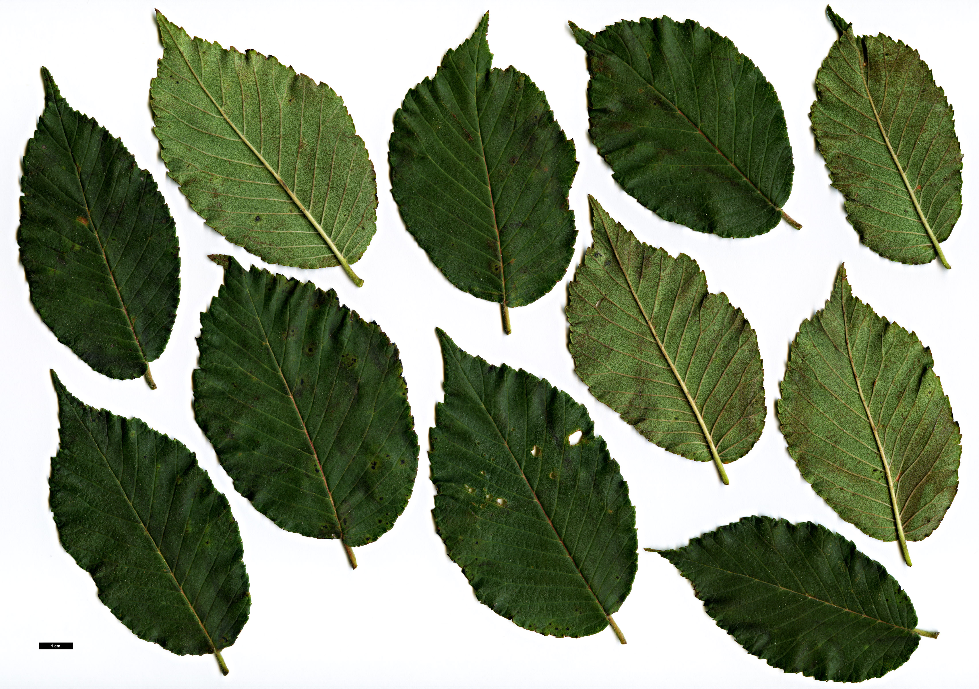 High resolution image: Family: Ulmaceae - Genus: Ulmus - Taxon: szechuanica