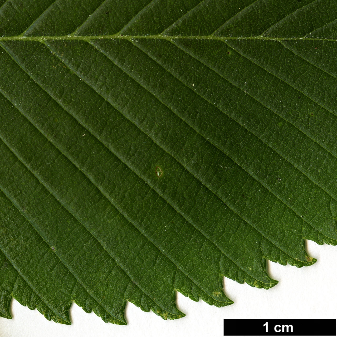 High resolution image: Family: Ulmaceae - Genus: Ulmus - Taxon: thomasii