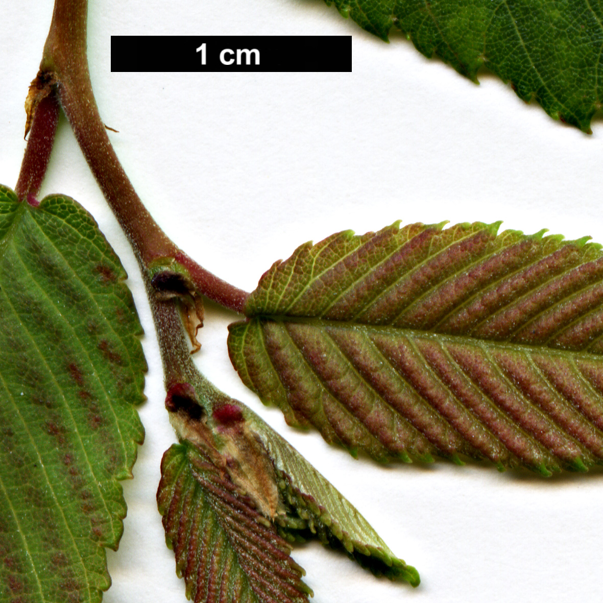 High resolution image: Family: Ulmaceae - Genus: Ulmus - Taxon: villosa