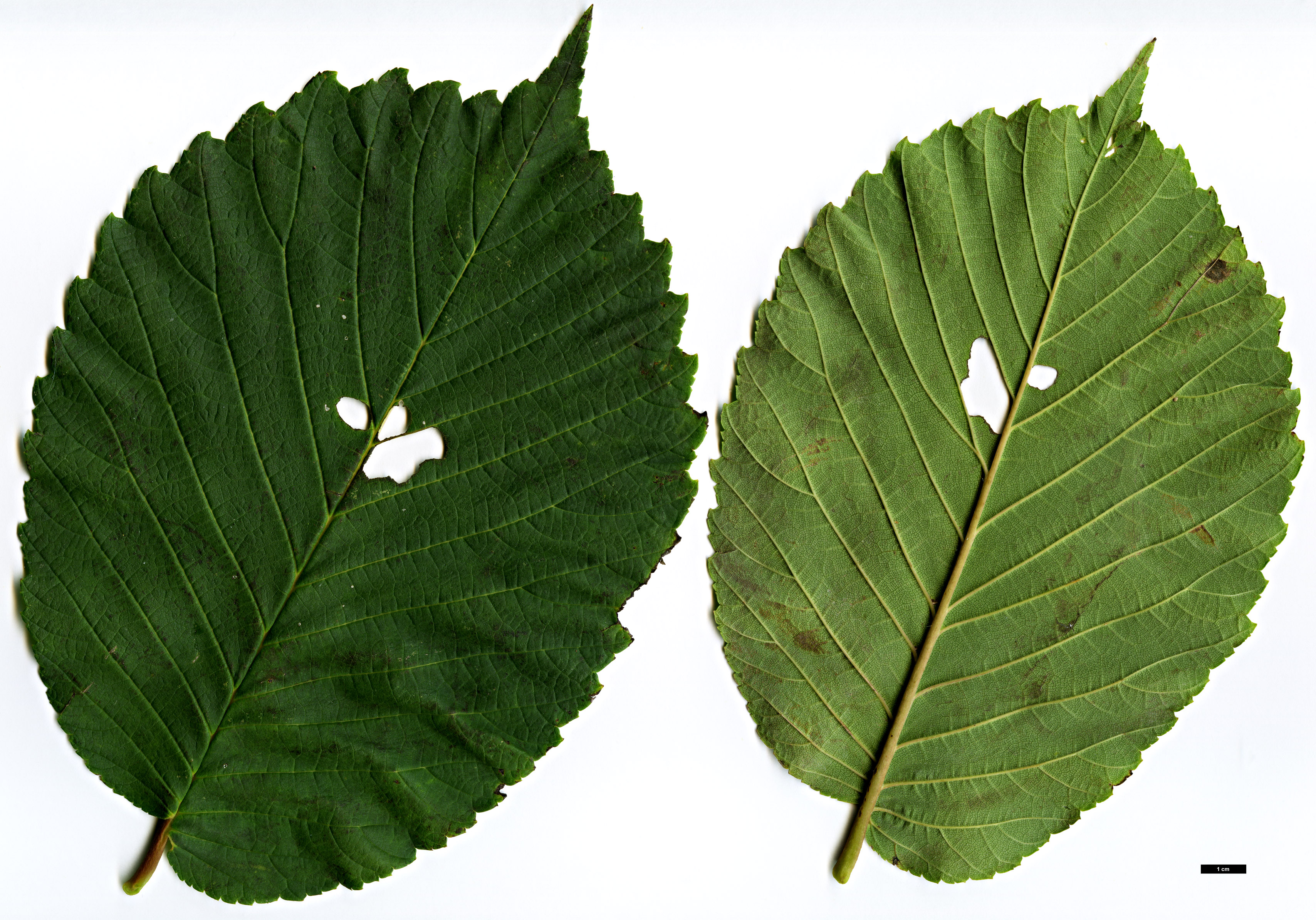 High resolution image: Family: Ulmaceae - Genus: Ulmus - Taxon: wallichiana