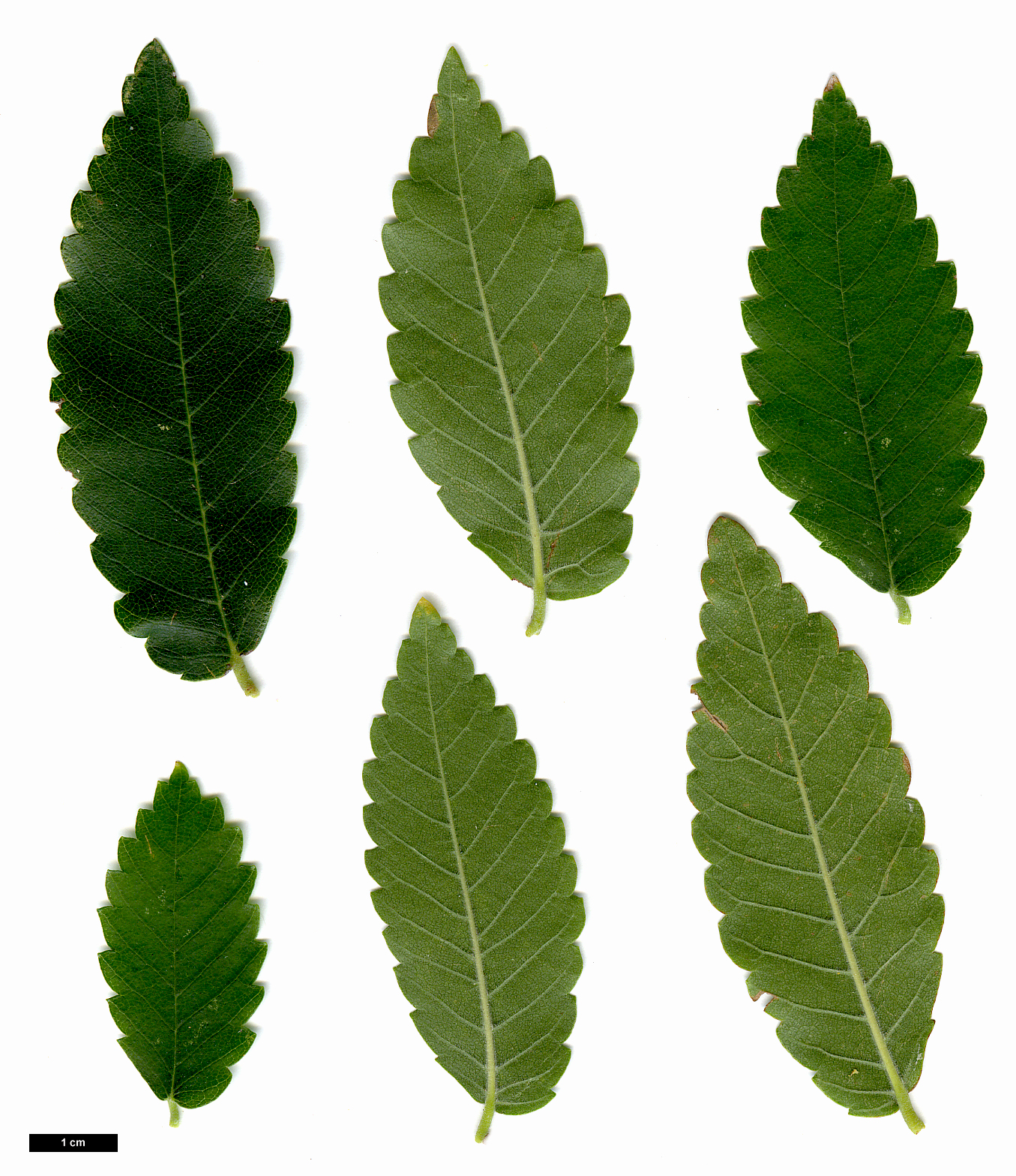 High resolution image: Family: Ulmaceae - Genus: Zelkova - Taxon: carpinifolia