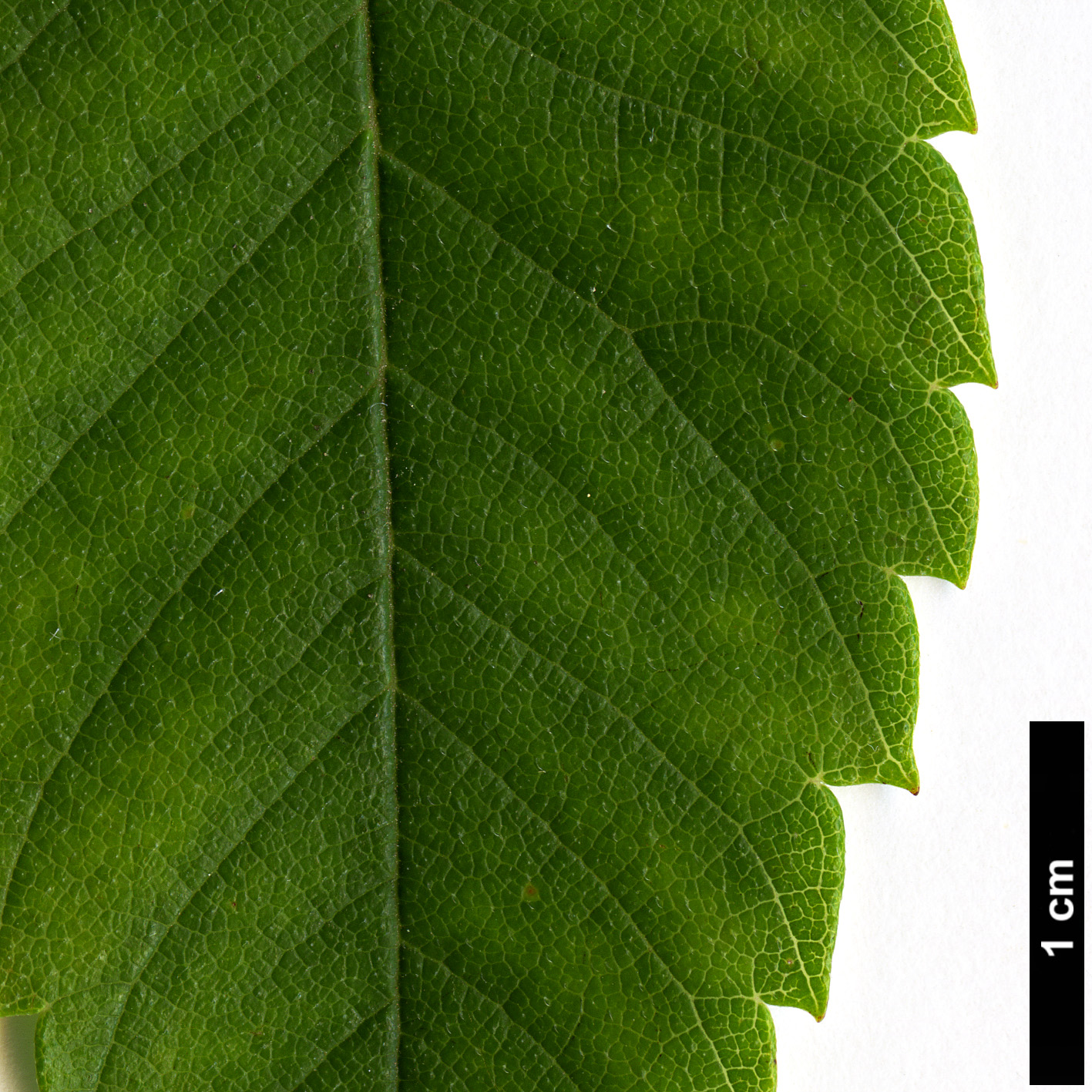 High resolution image: Family: Ulmaceae - Genus: Zelkova - Taxon: schneideriana