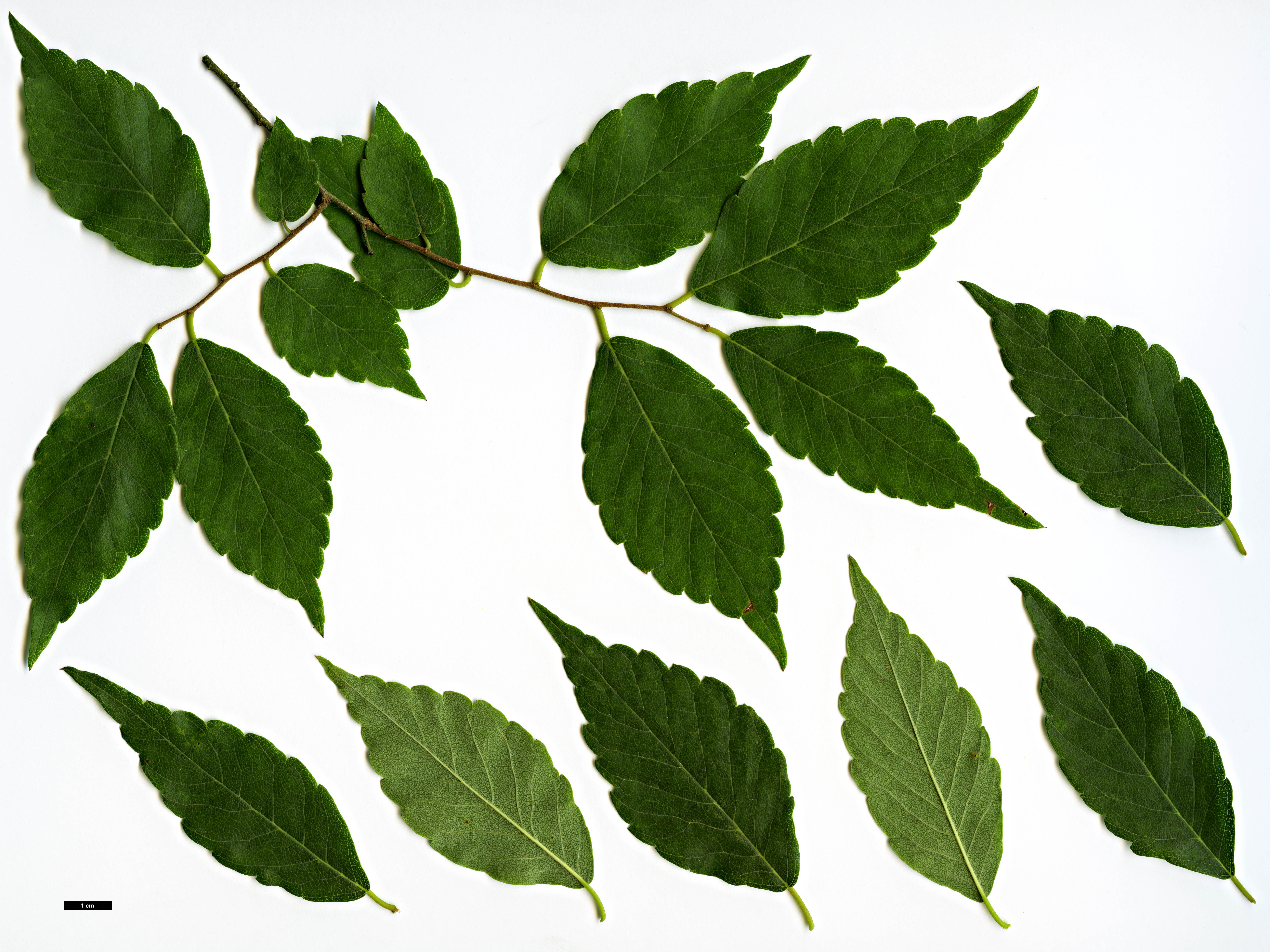 High resolution image: Family: Ulmaceae - Genus: Zelkova - Taxon: sinica