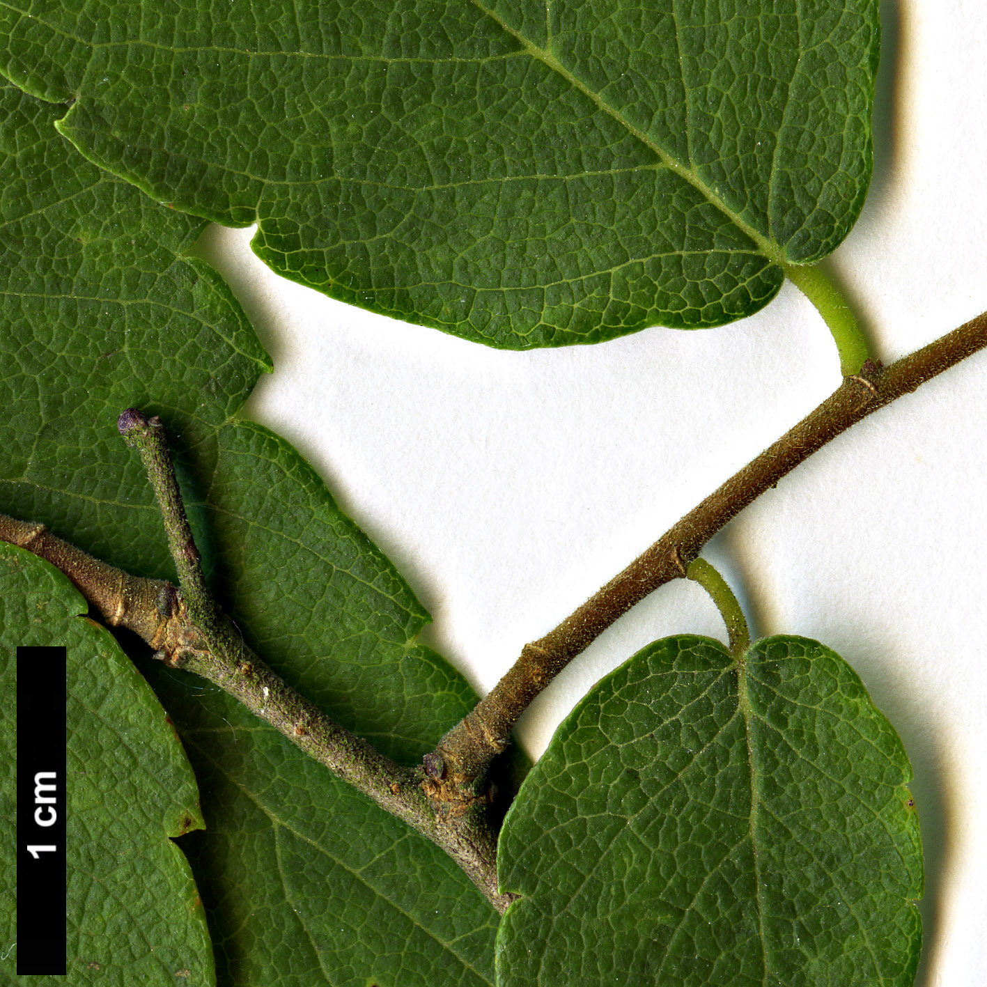 High resolution image: Family: Ulmaceae - Genus: Zelkova - Taxon: sinica