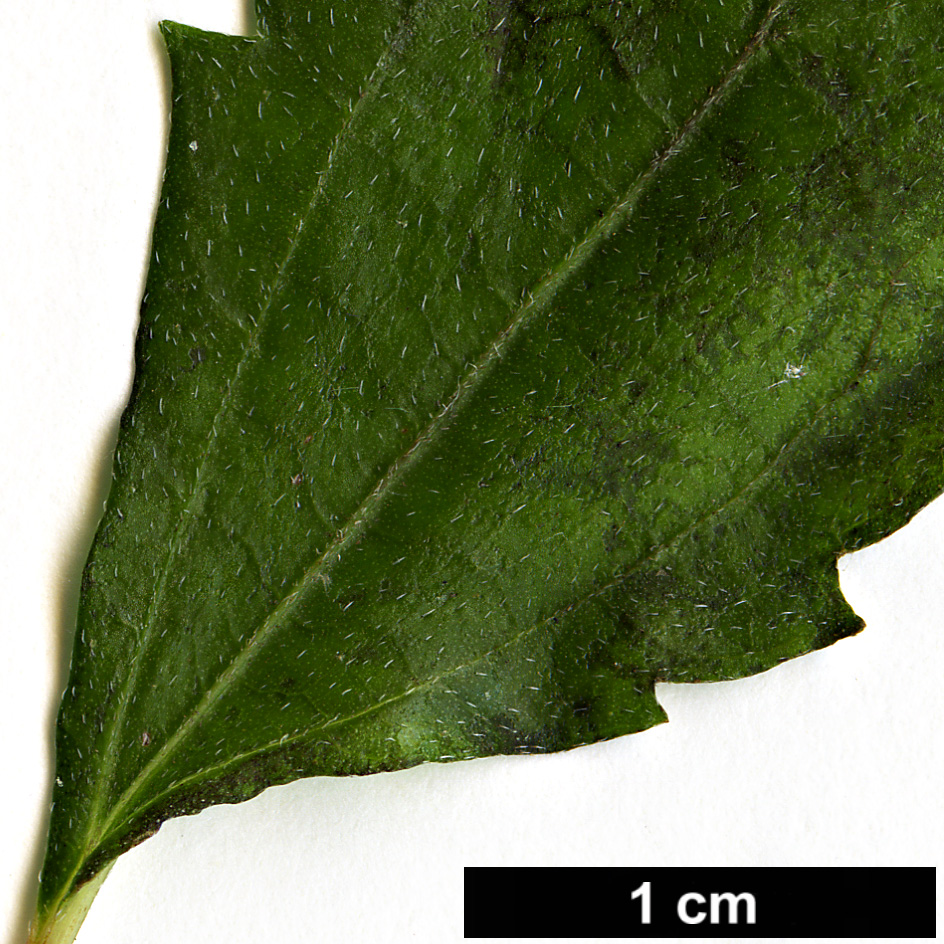 High resolution image: Family: Urticaceae - Genus: Boehmeria - Taxon: spicata