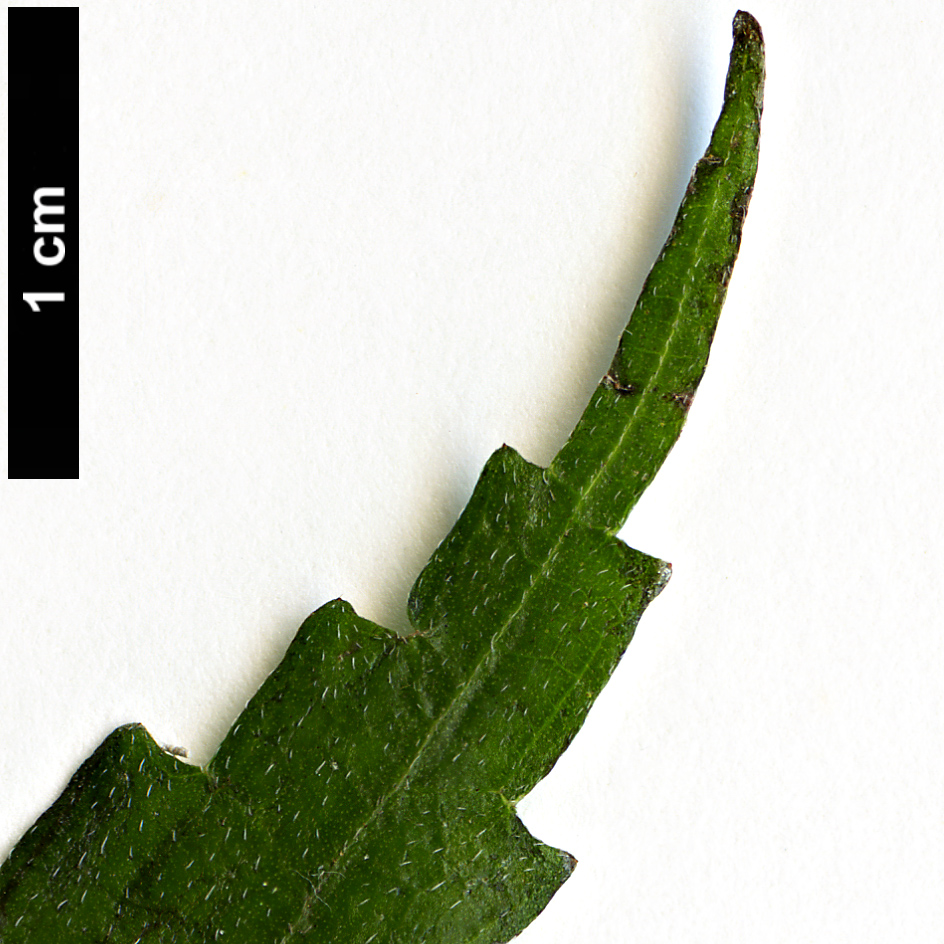 High resolution image: Family: Urticaceae - Genus: Boehmeria - Taxon: spicata