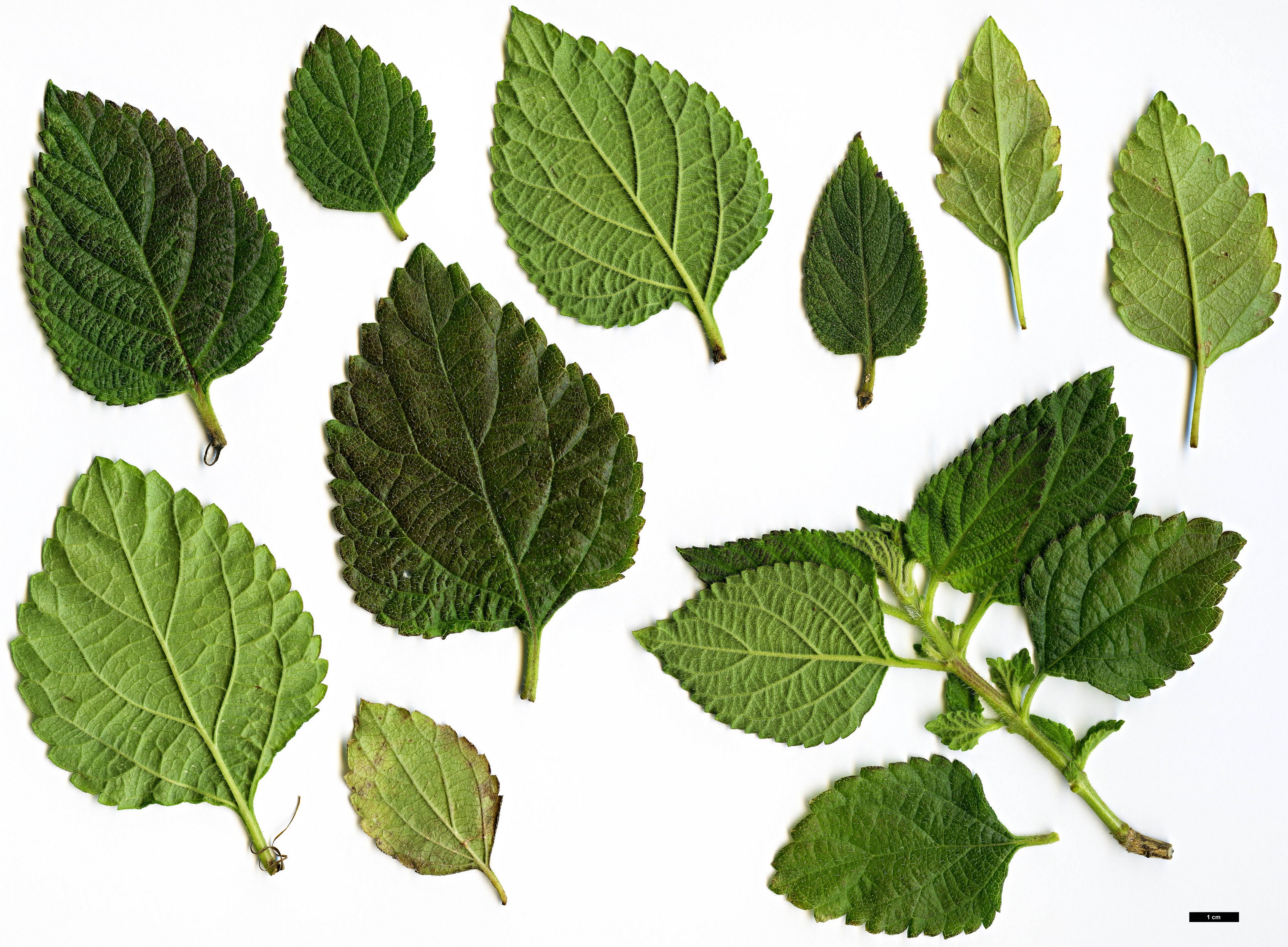 High resolution image: Family: Verbenaceae - Genus: Lantana - Taxon: camara