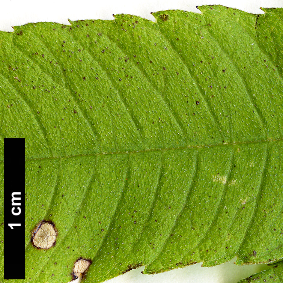 High resolution image: Family: Verbenaceae - Genus: Lippia - Taxon: citriodora